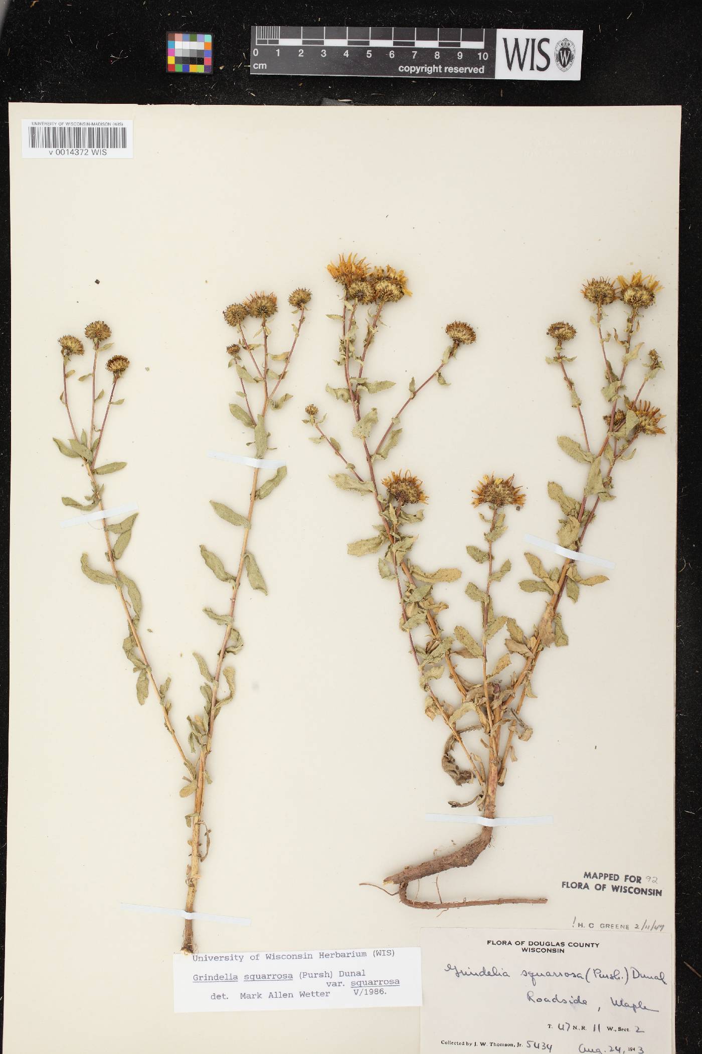 Grindelia squarrosa image