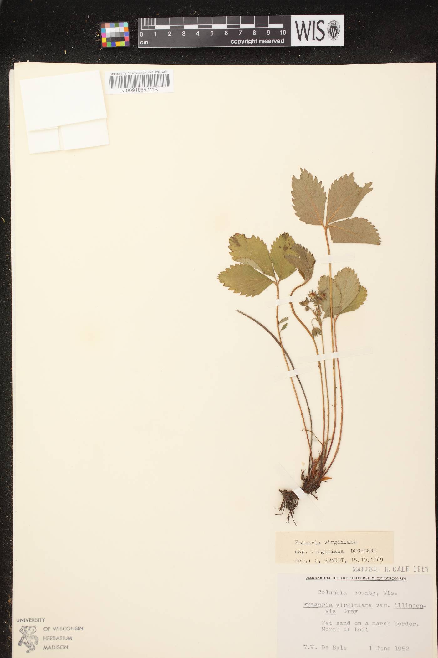 Fragaria virginiana image