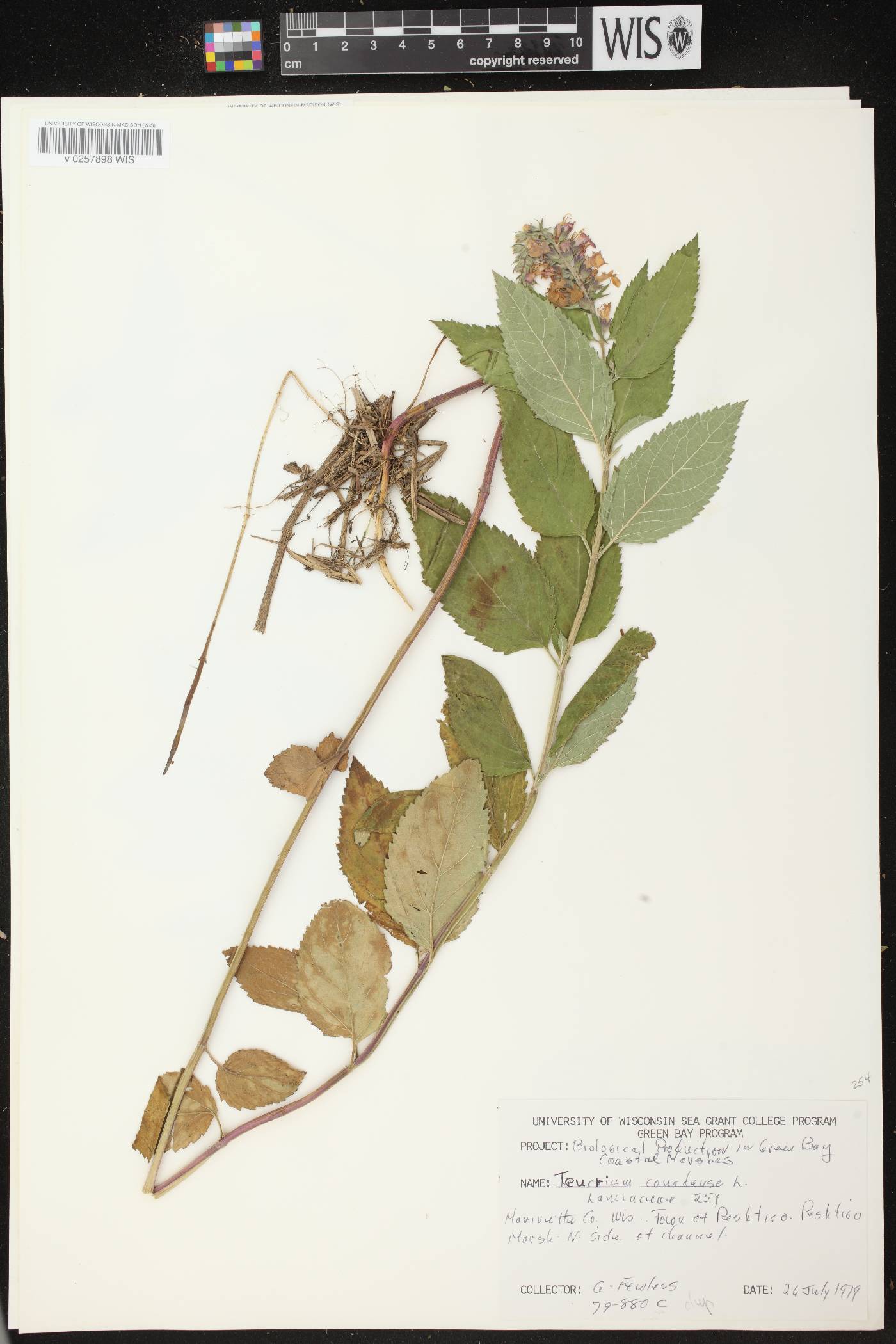 Teucrium canadense var. occidentale image