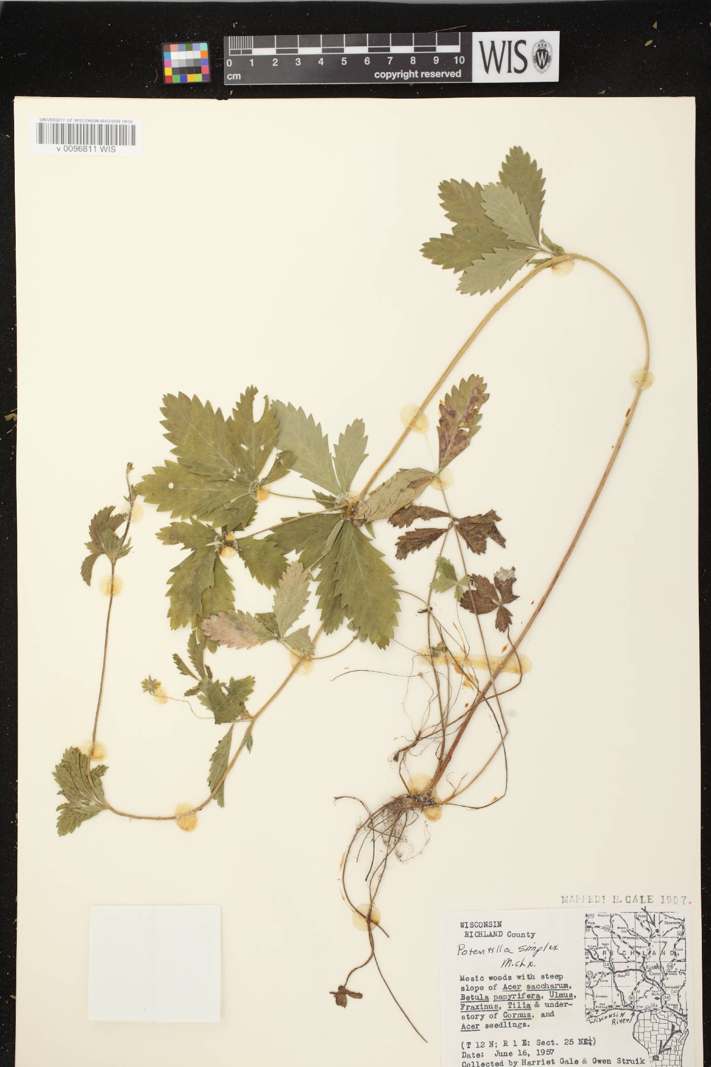Potentilla simplex image
