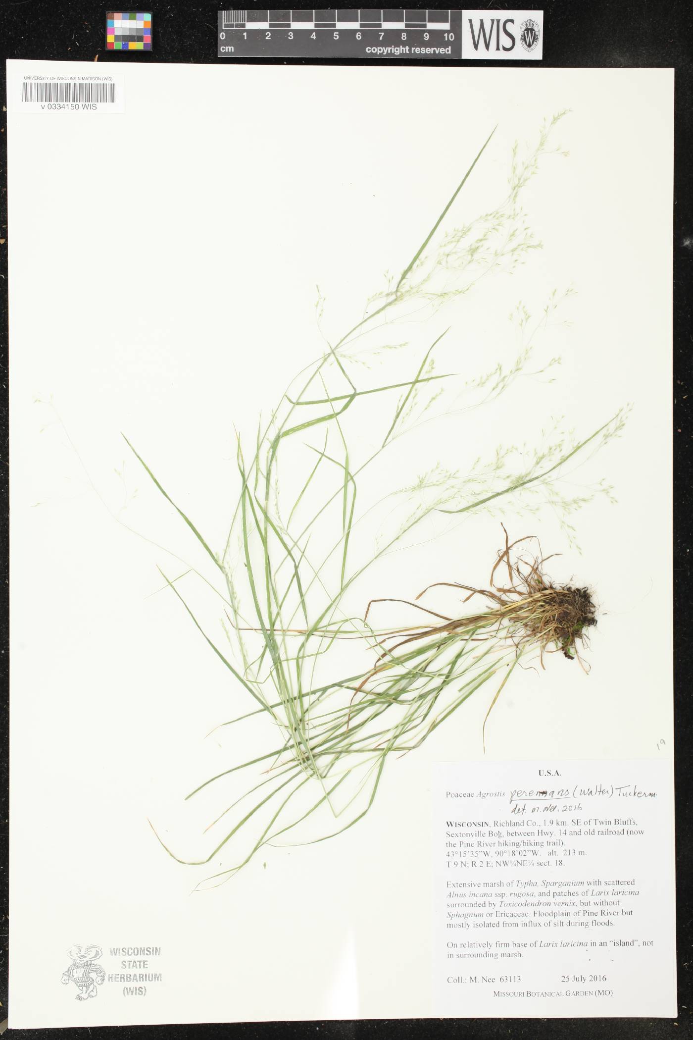 Agrostis perennans image