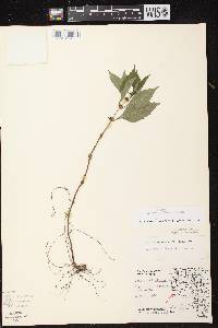 Image of Lycopus x sherardii