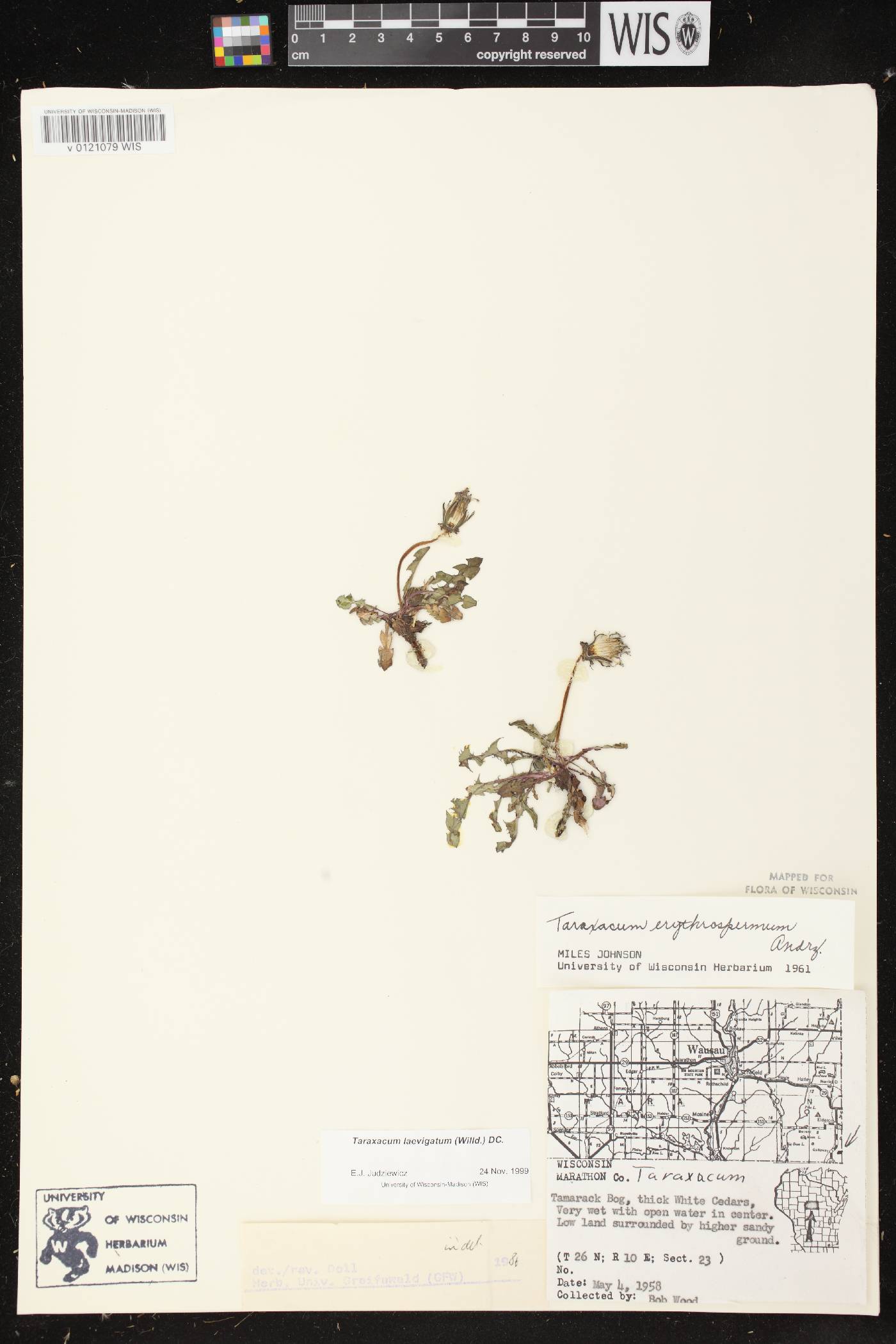 Taraxacum erythrospermum image