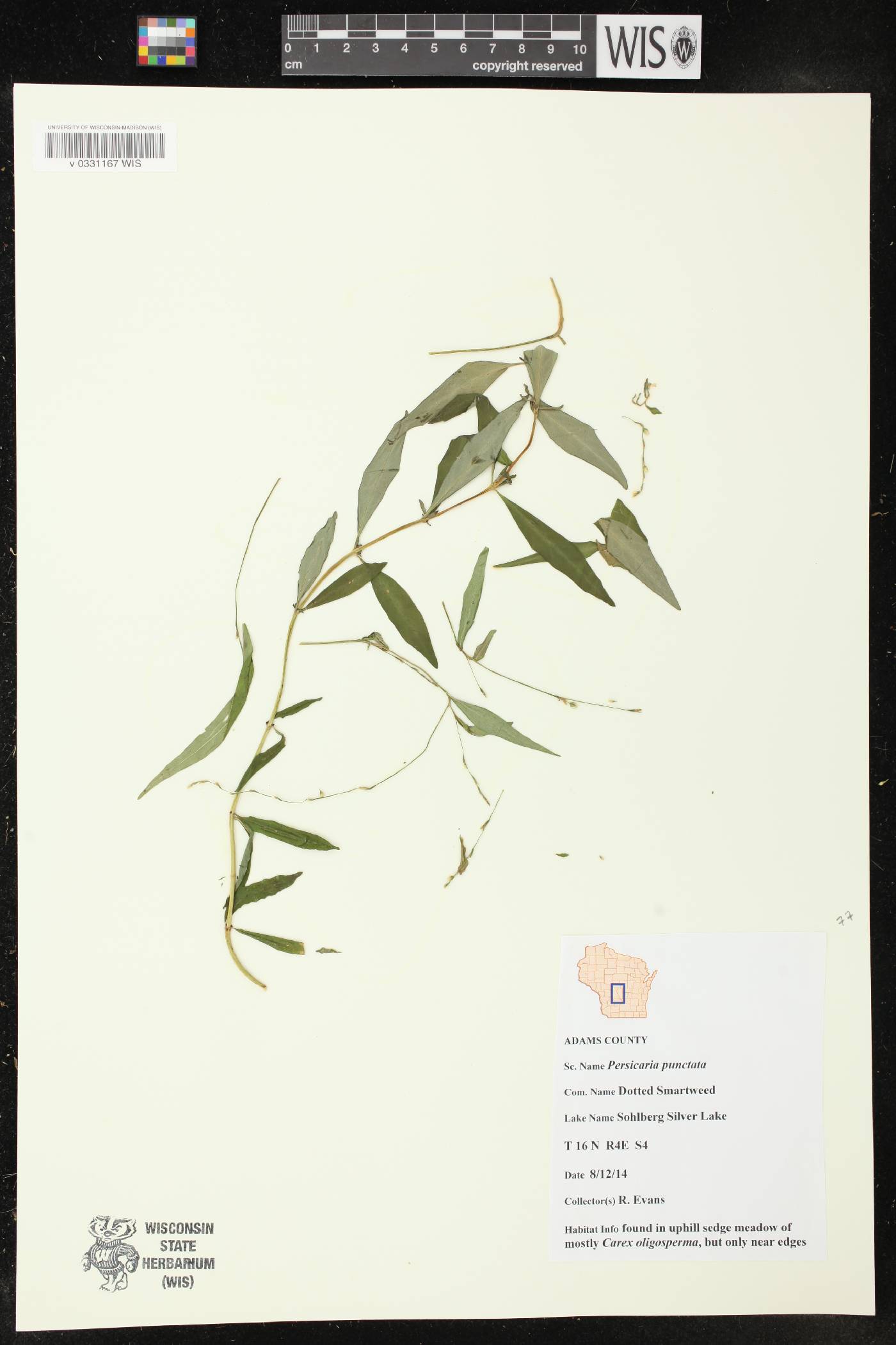 Persicaria punctata image