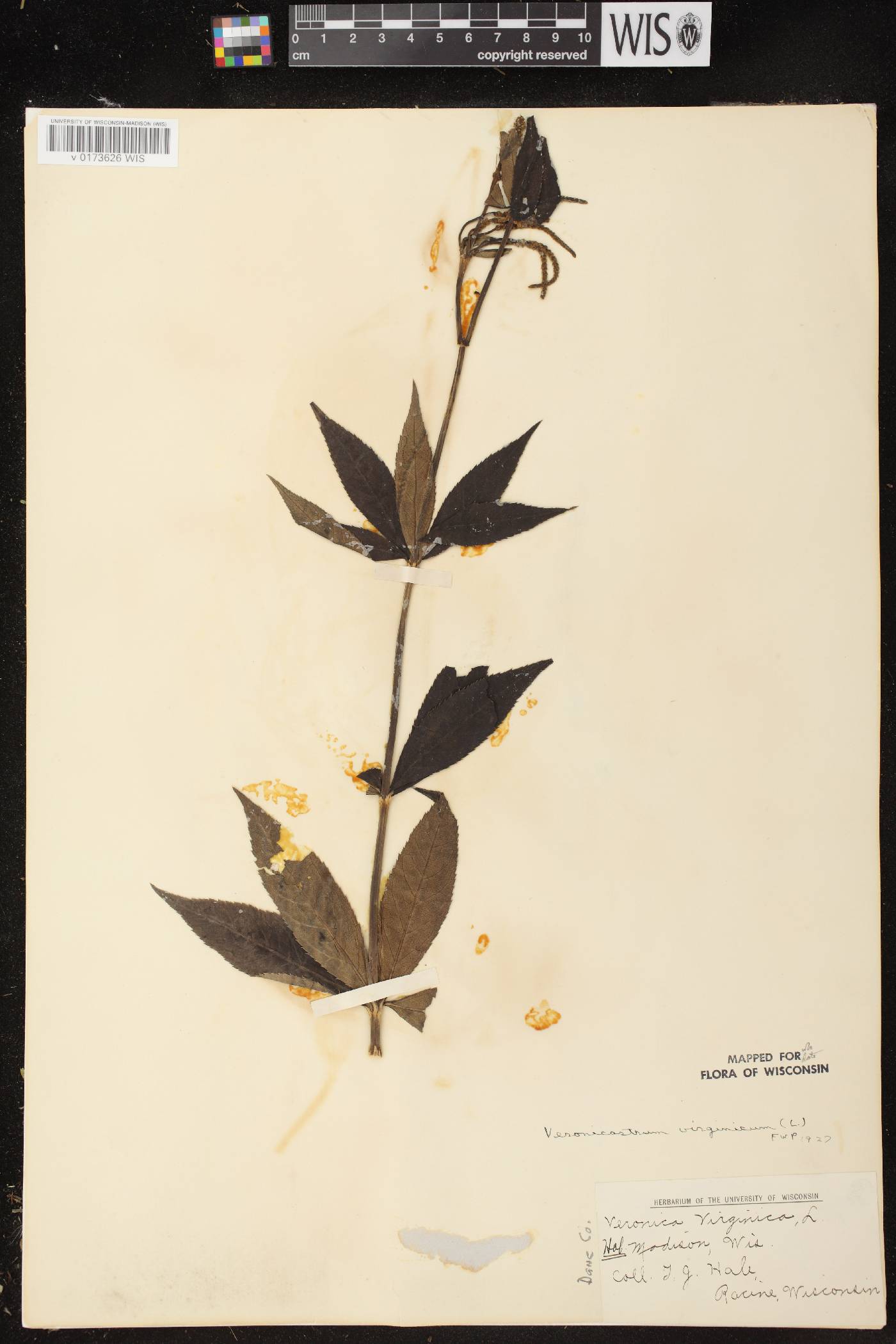 Veronicastrum virginicum image