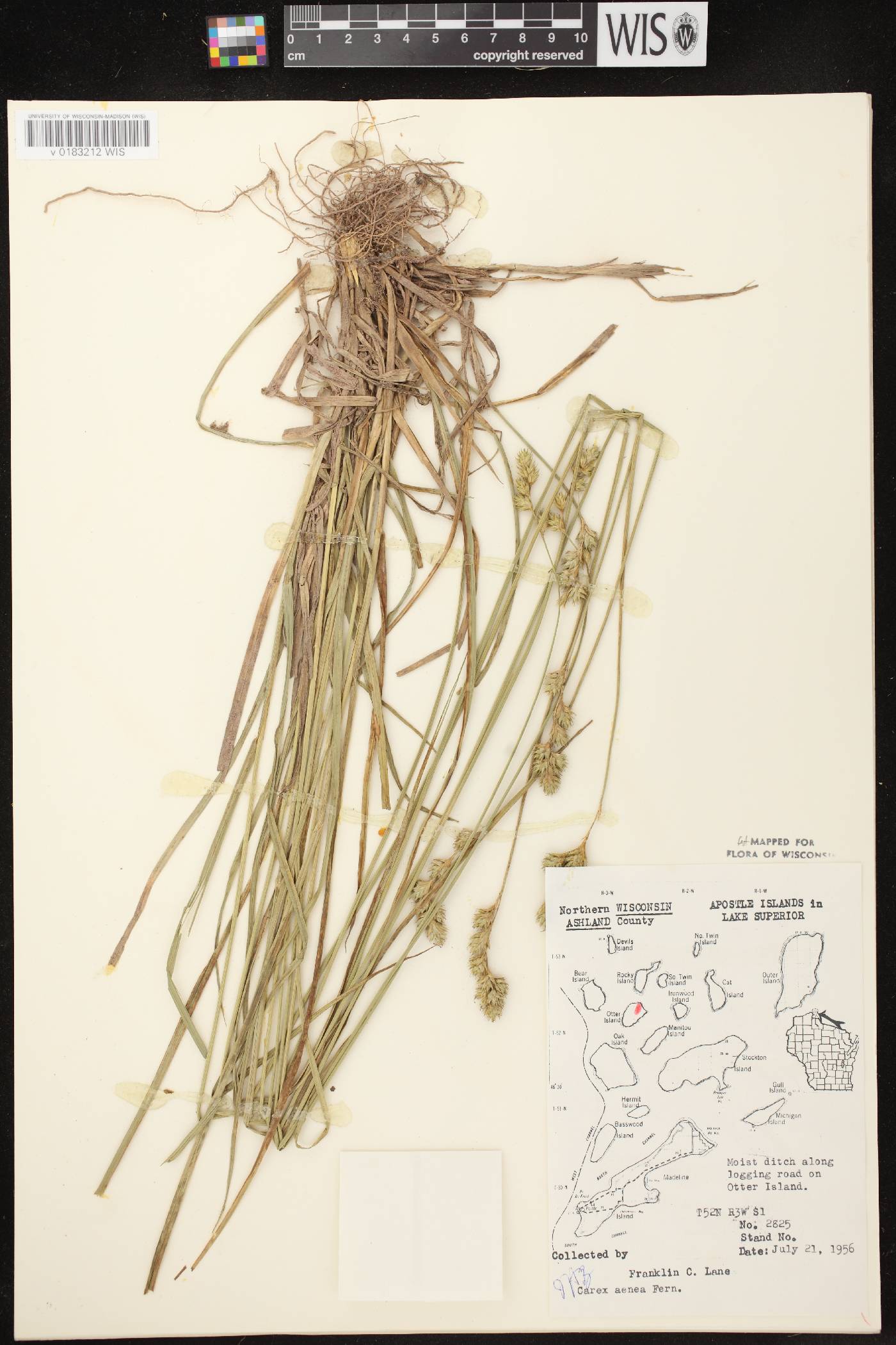 Carex foenea image