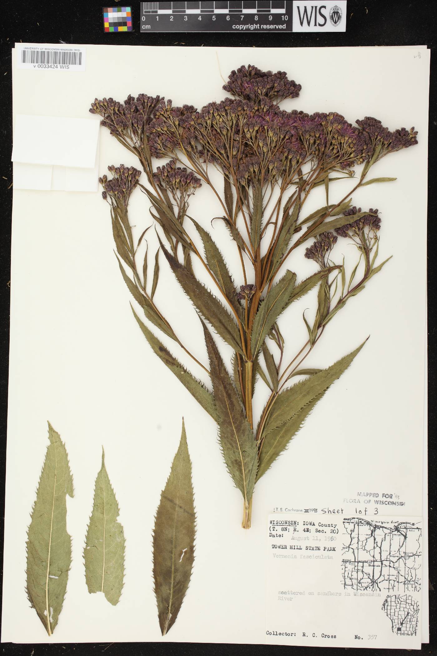 Vernonia fasciculata image