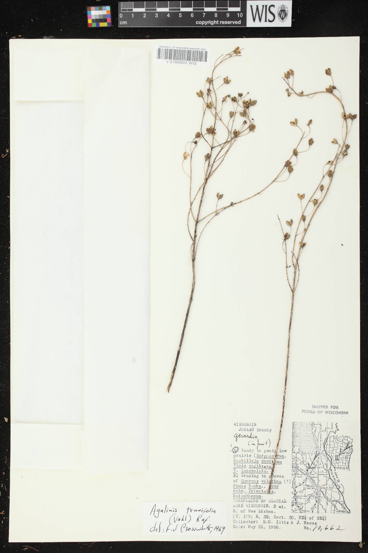 Agalinis tenuifolia image