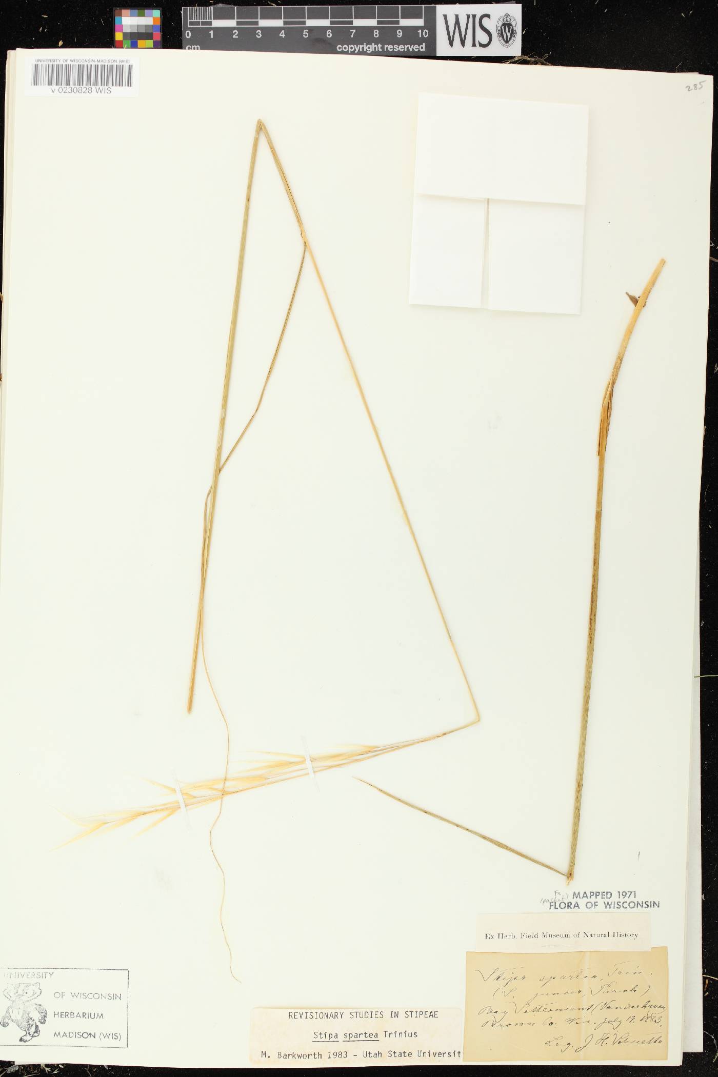 Hesperostipa spartea image