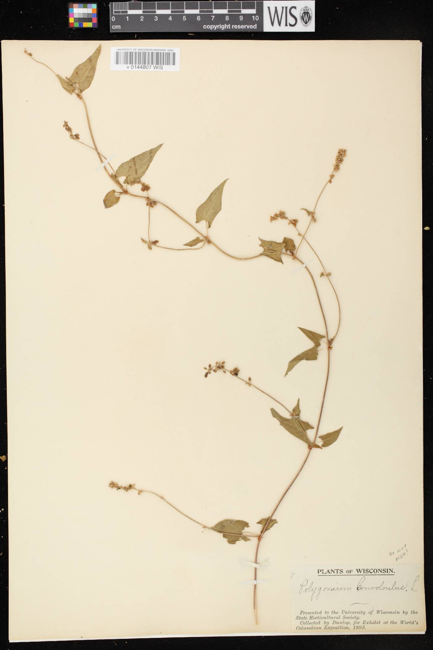 Fallopia convolvulus image