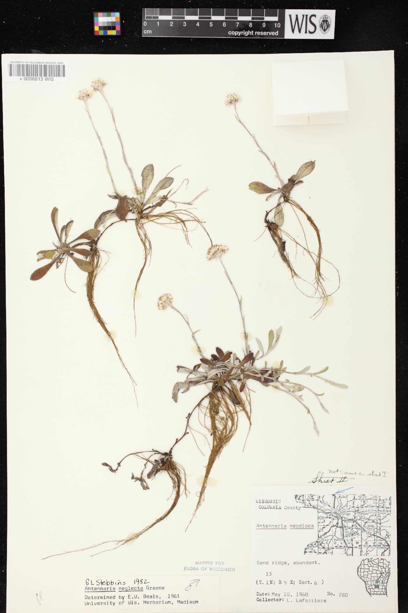 Antennaria neglecta image