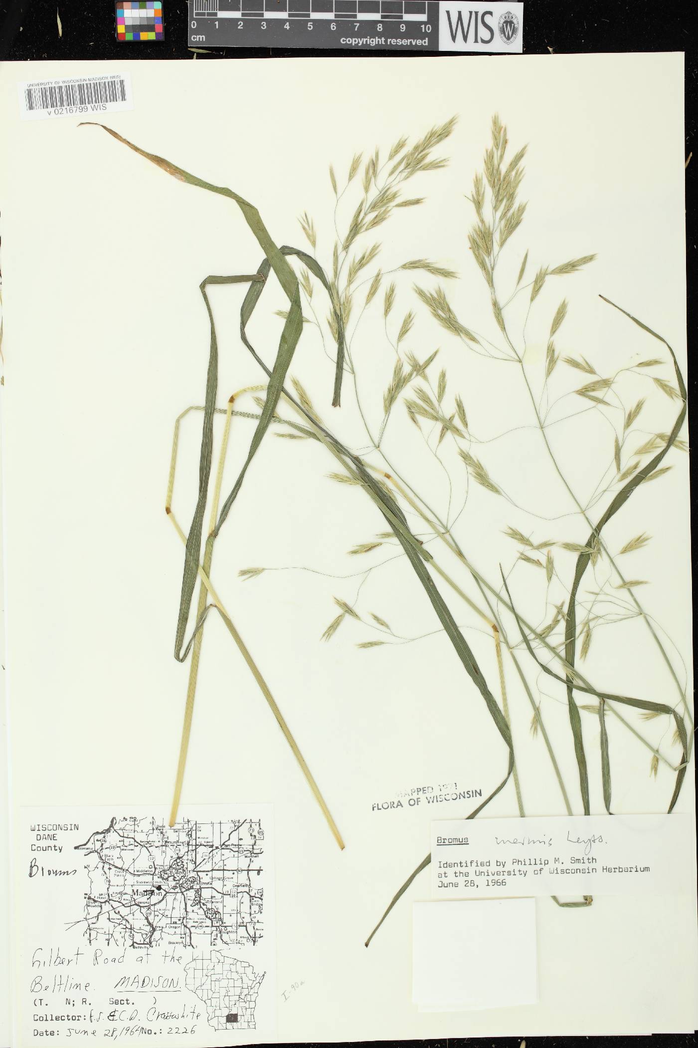 Bromus inermis image