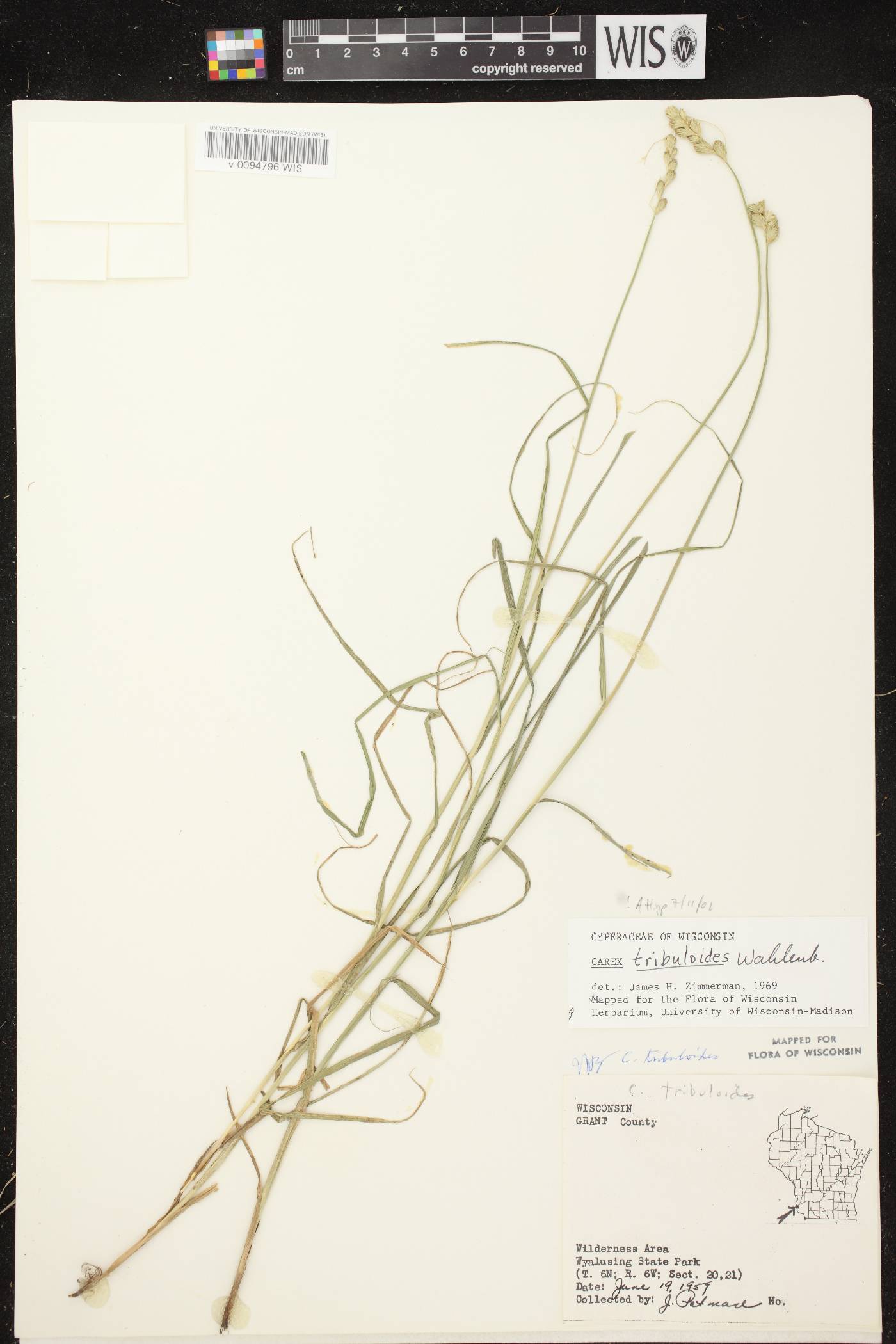 Carex tribuloides var. tribuloides image