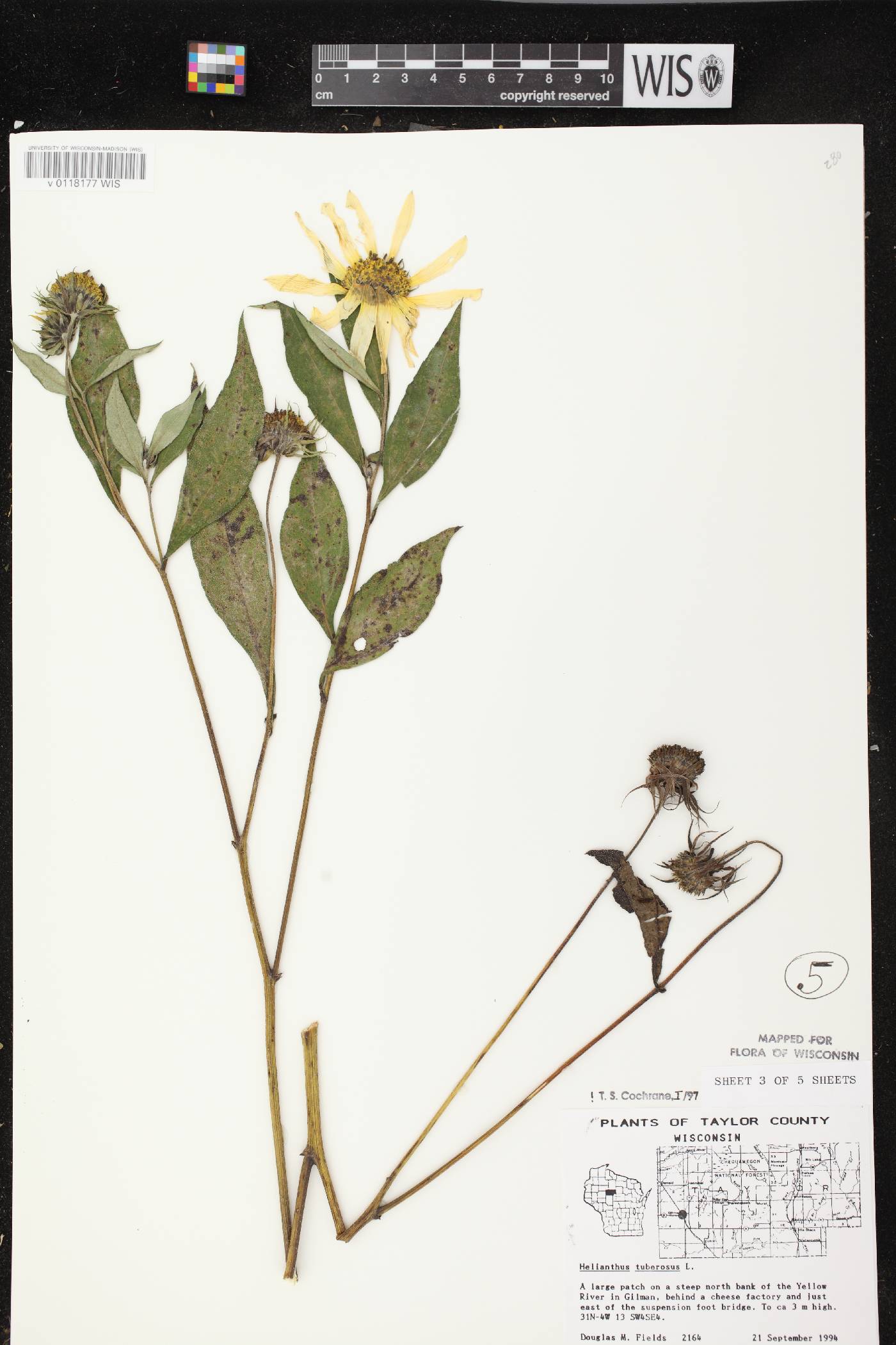 Helianthus tuberosus image