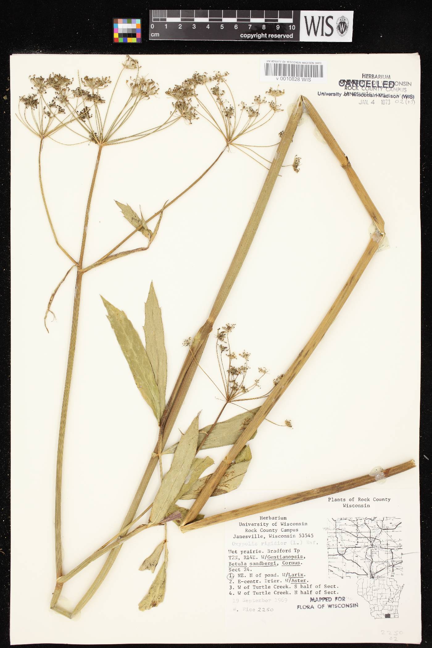 Oxypolis rigidior image