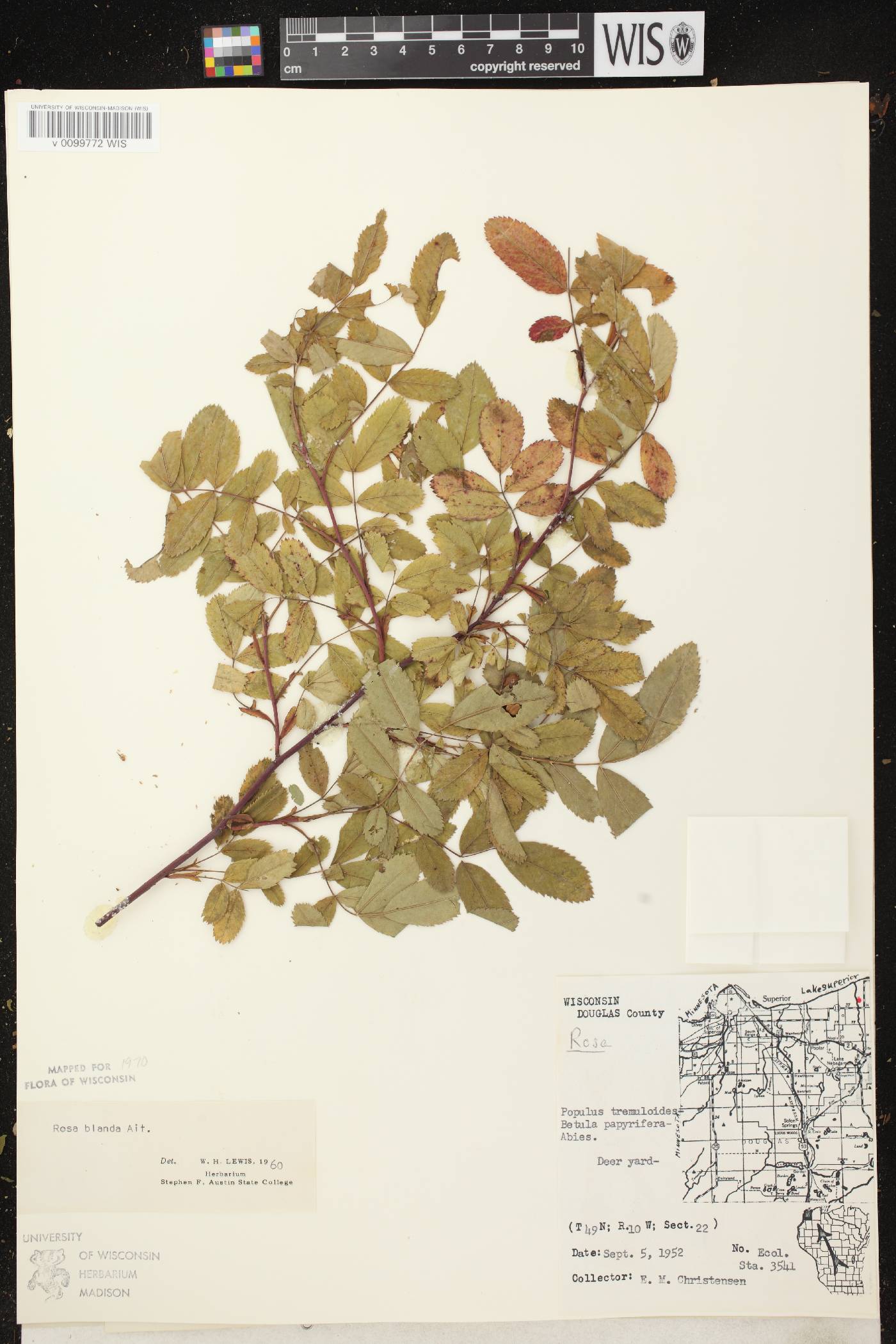 Rosa blanda image