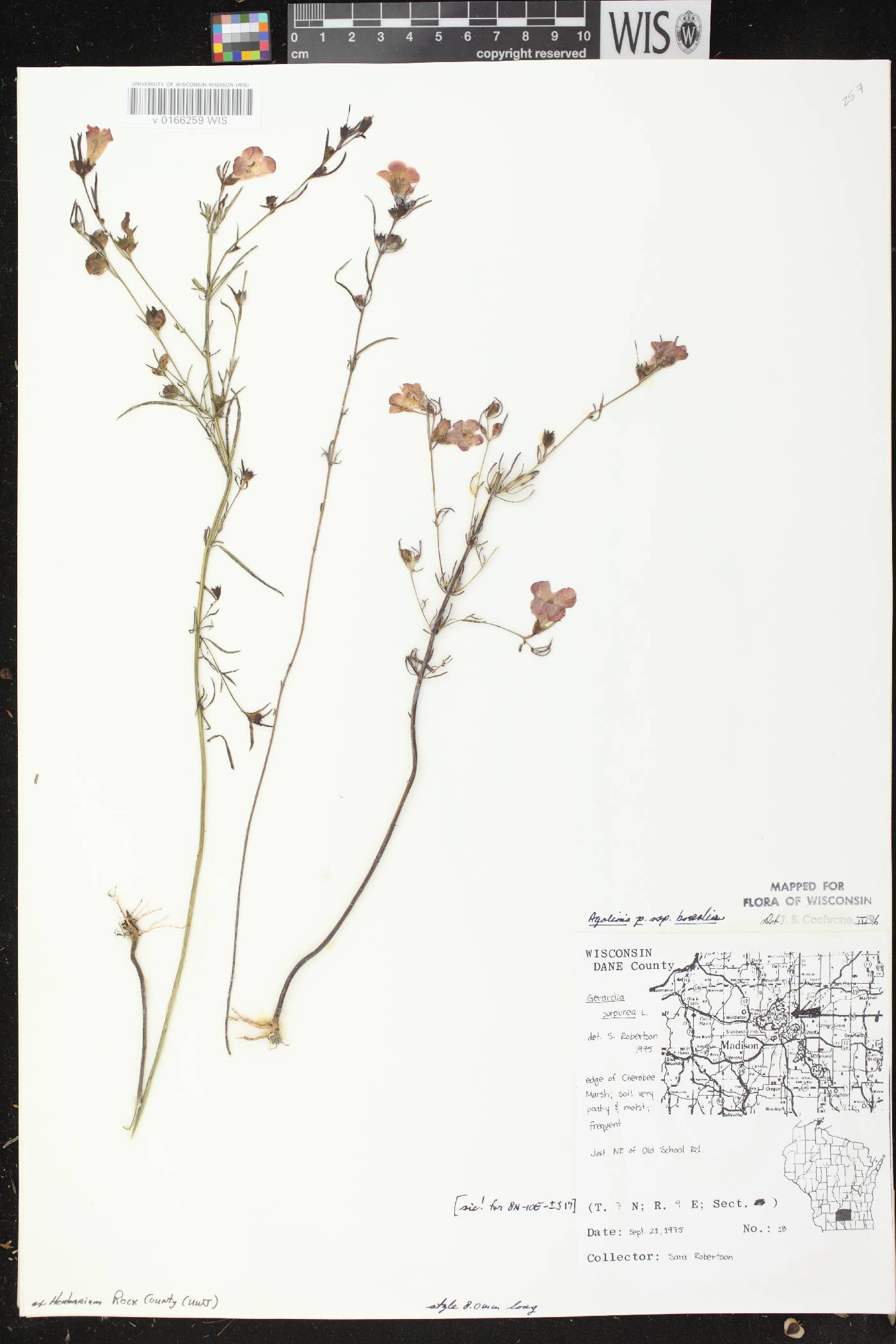Agalinis paupercula var. borealis image