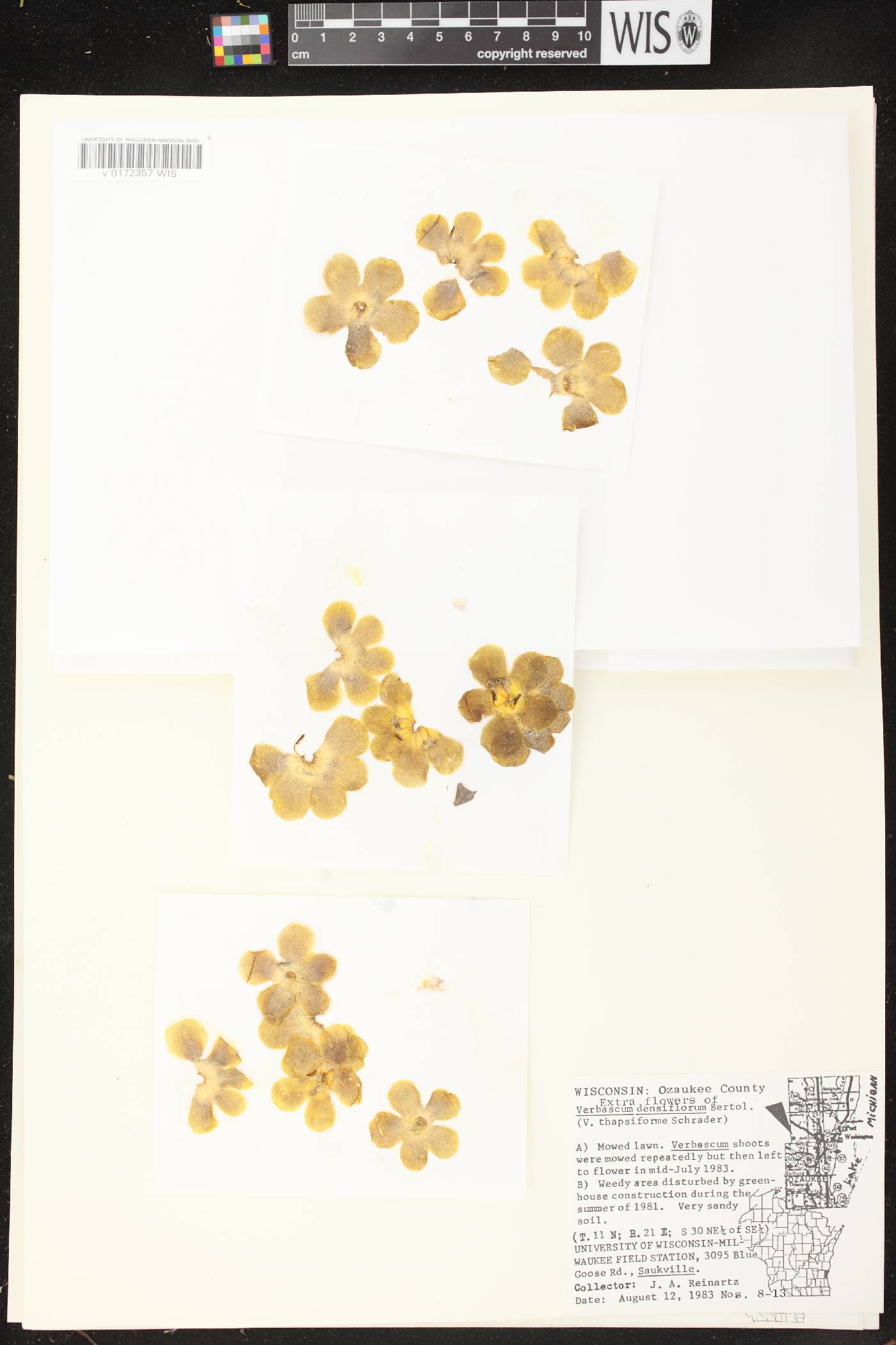 Verbascum densiflorum image