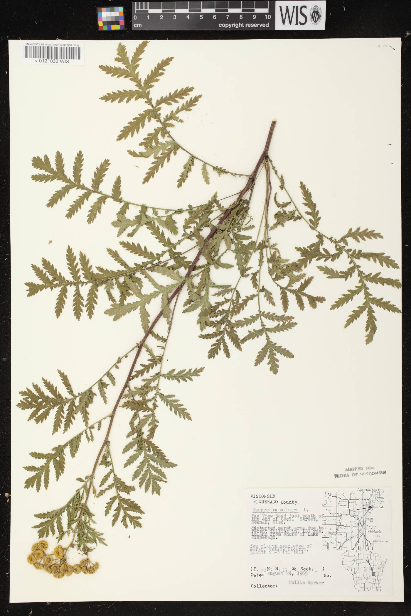 Tanacetum vulgare image