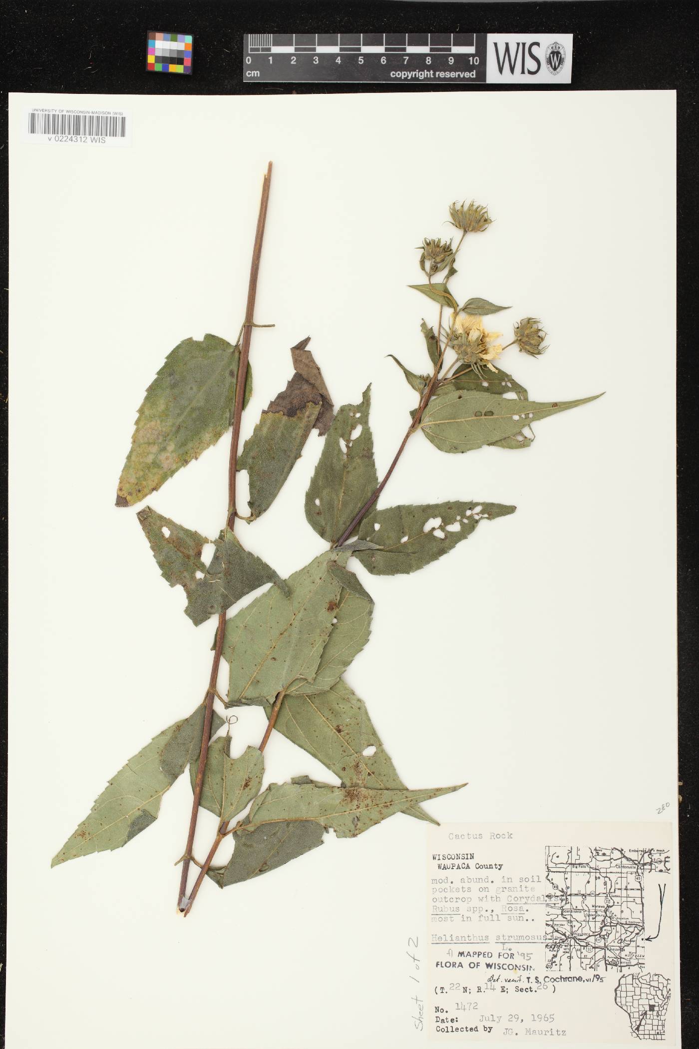 Helianthus strumosus image