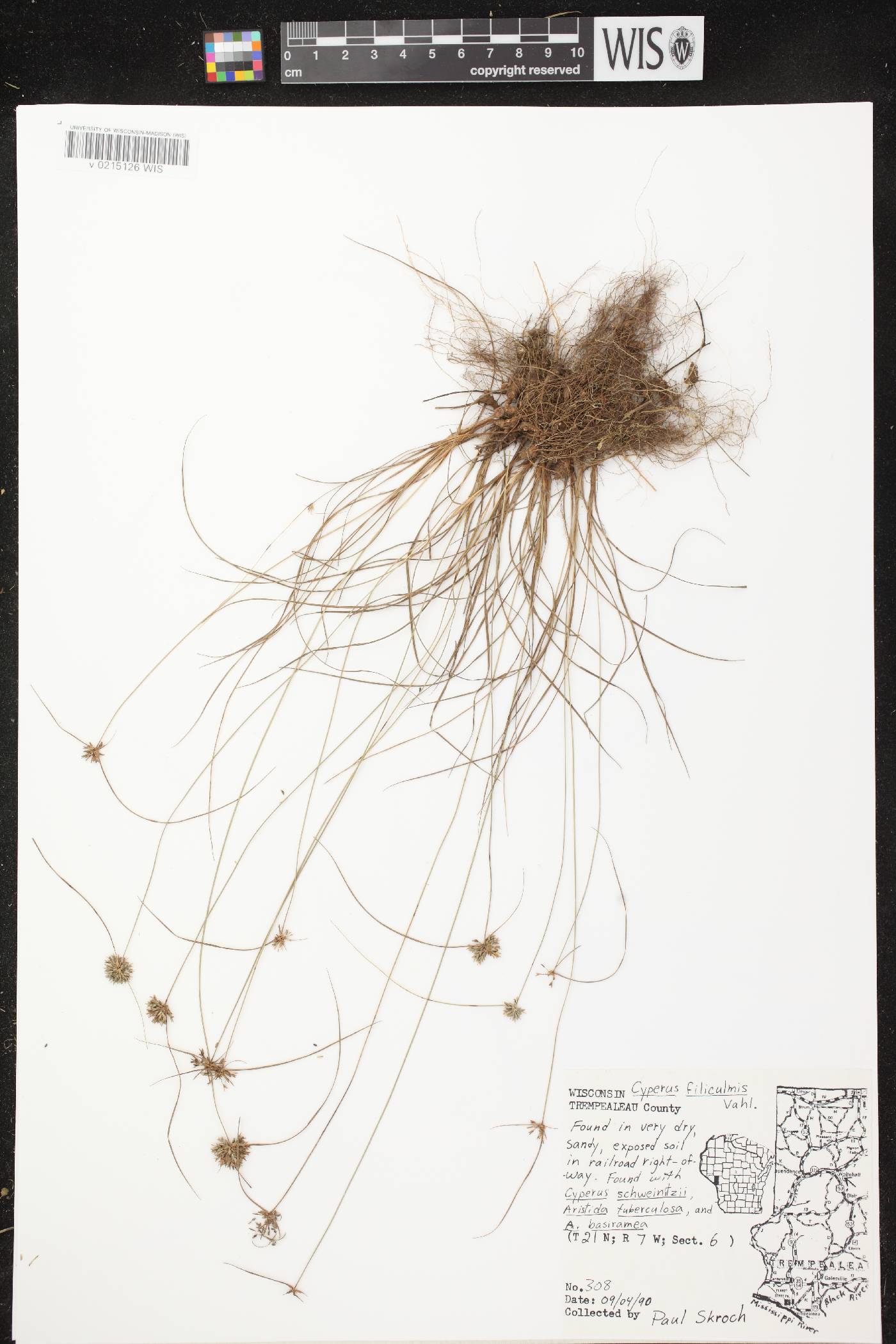 Cyperus lupulinus image