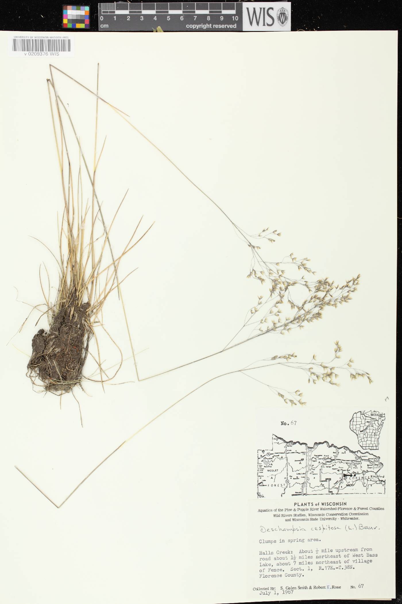 Deschampsia cespitosa image