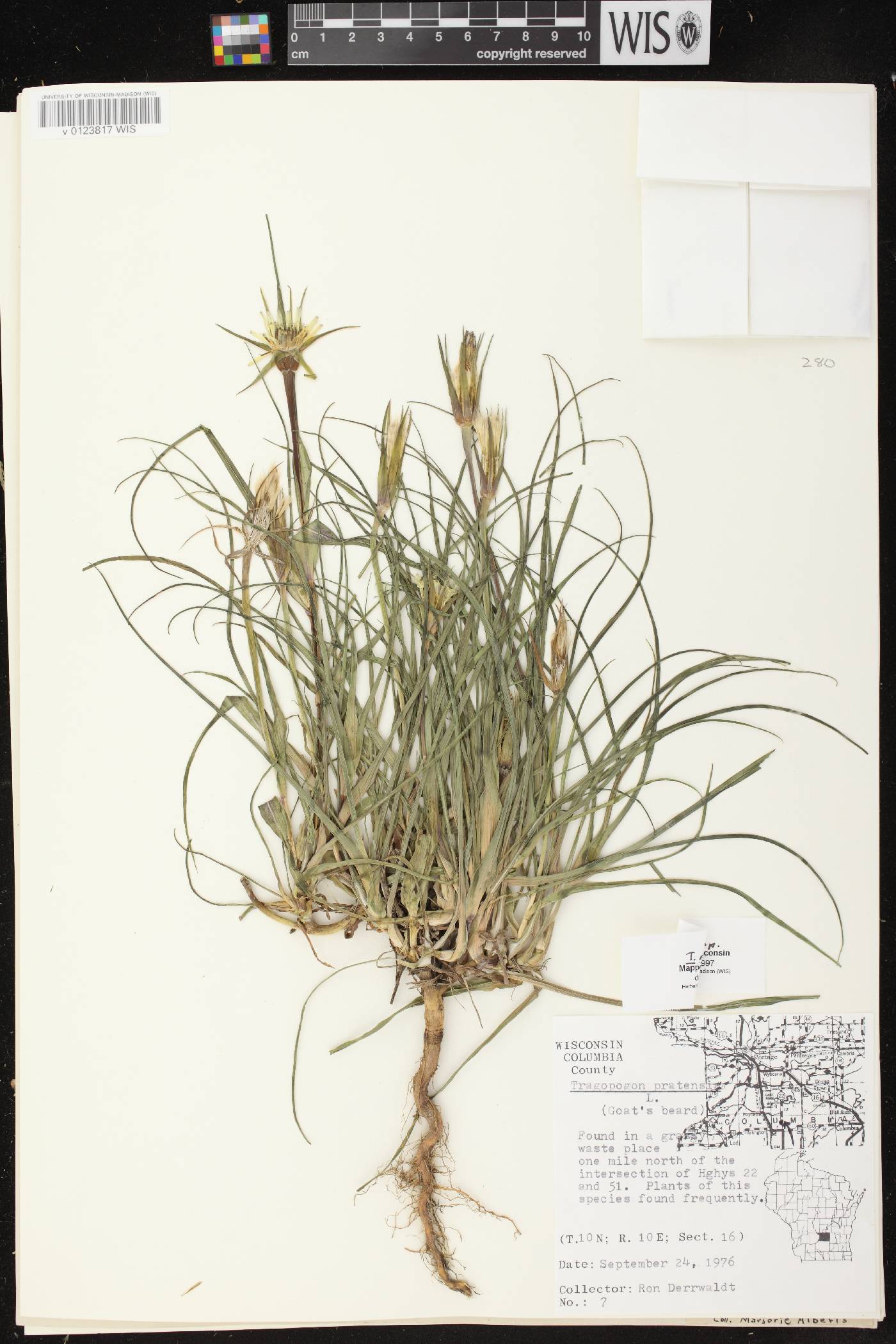 Tragopogon dubius image
