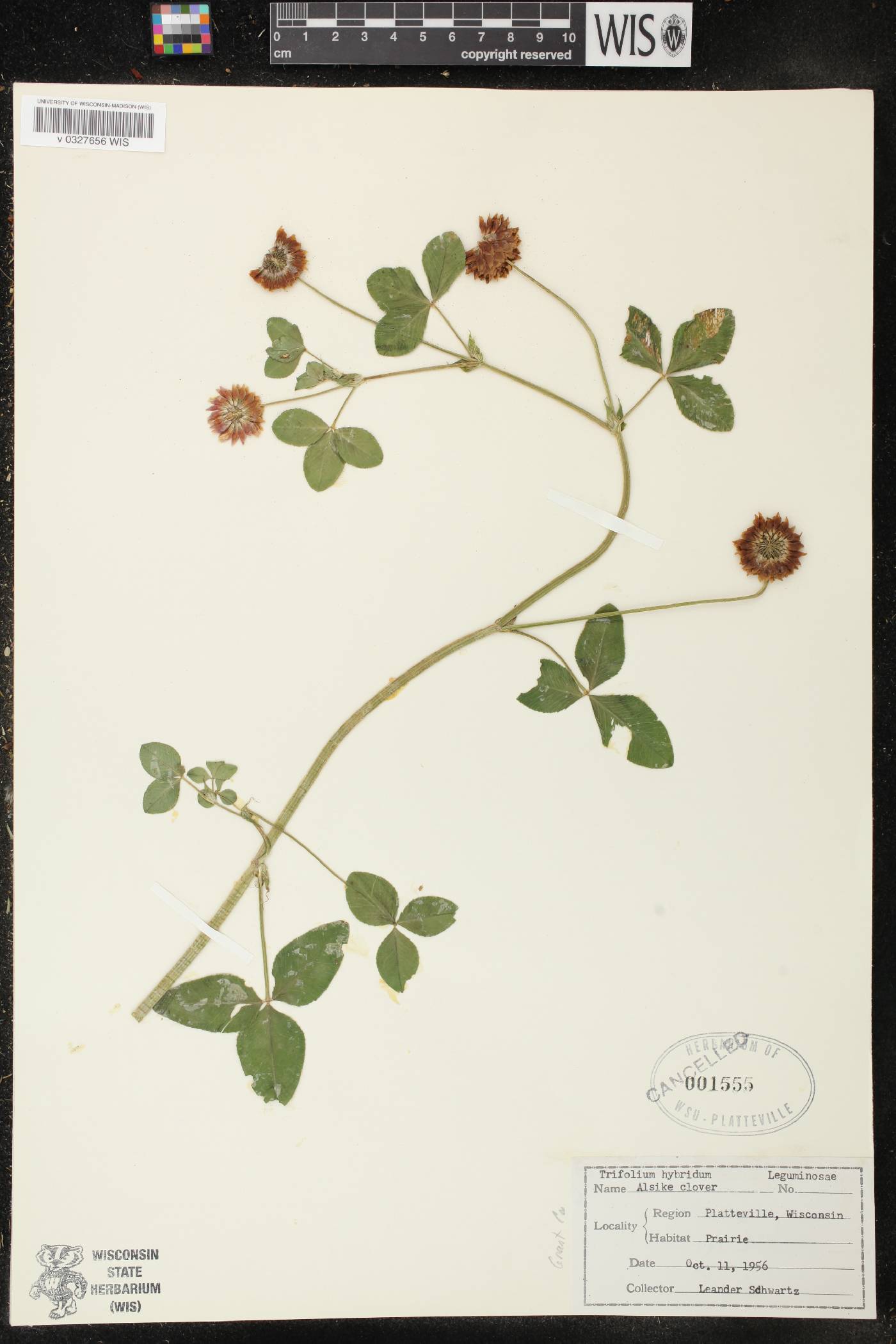 Trifolium hybridum image