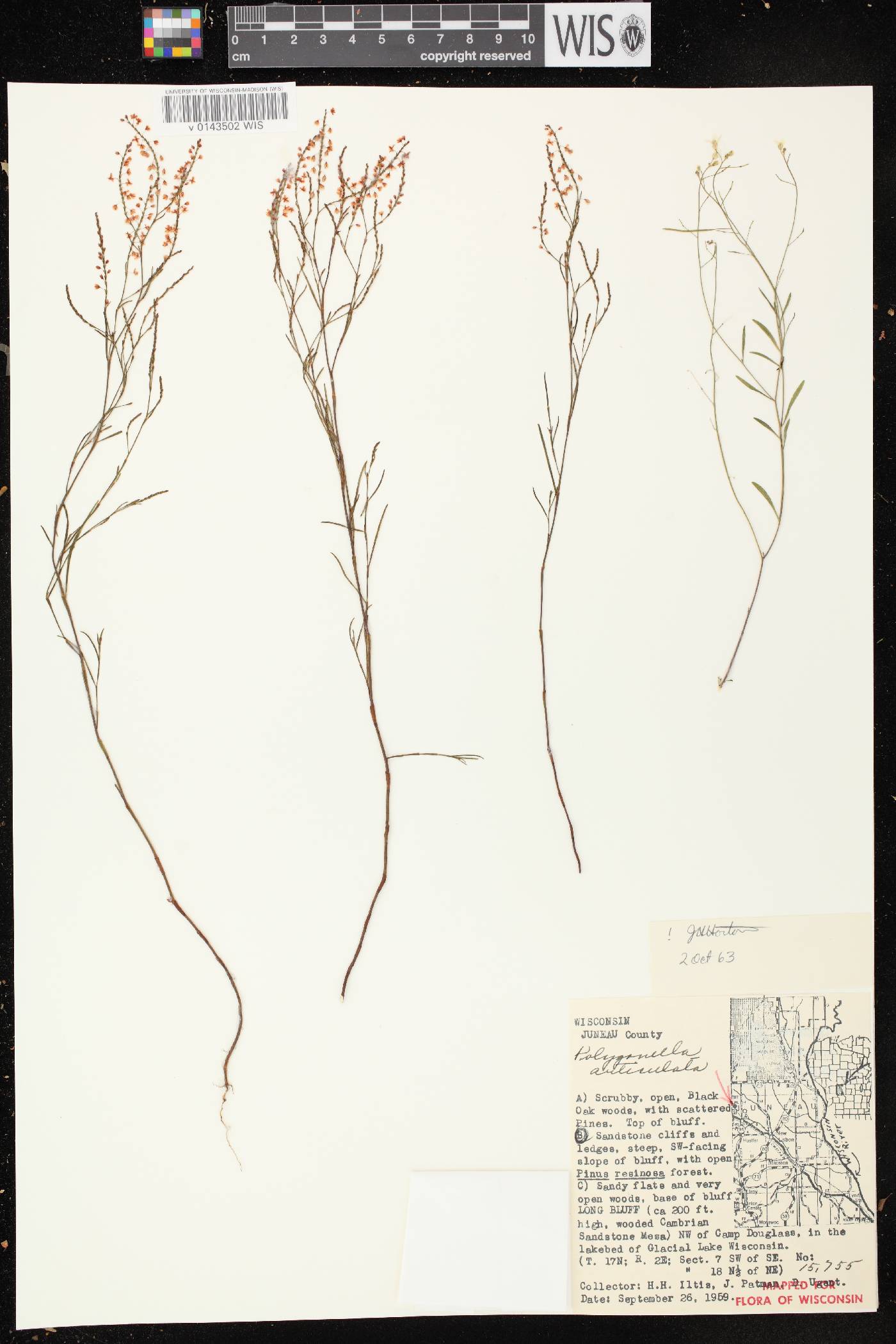 Polygonella articulata image