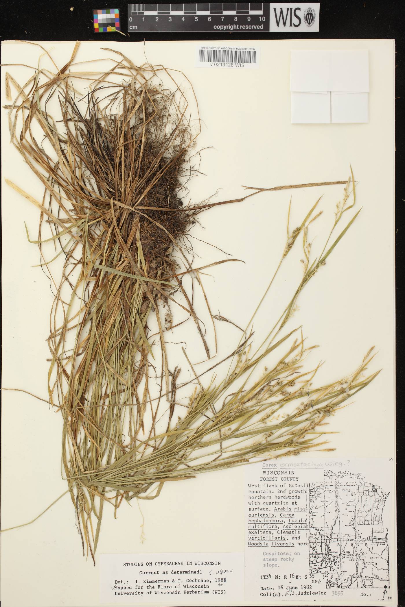 Carex ormostachya image