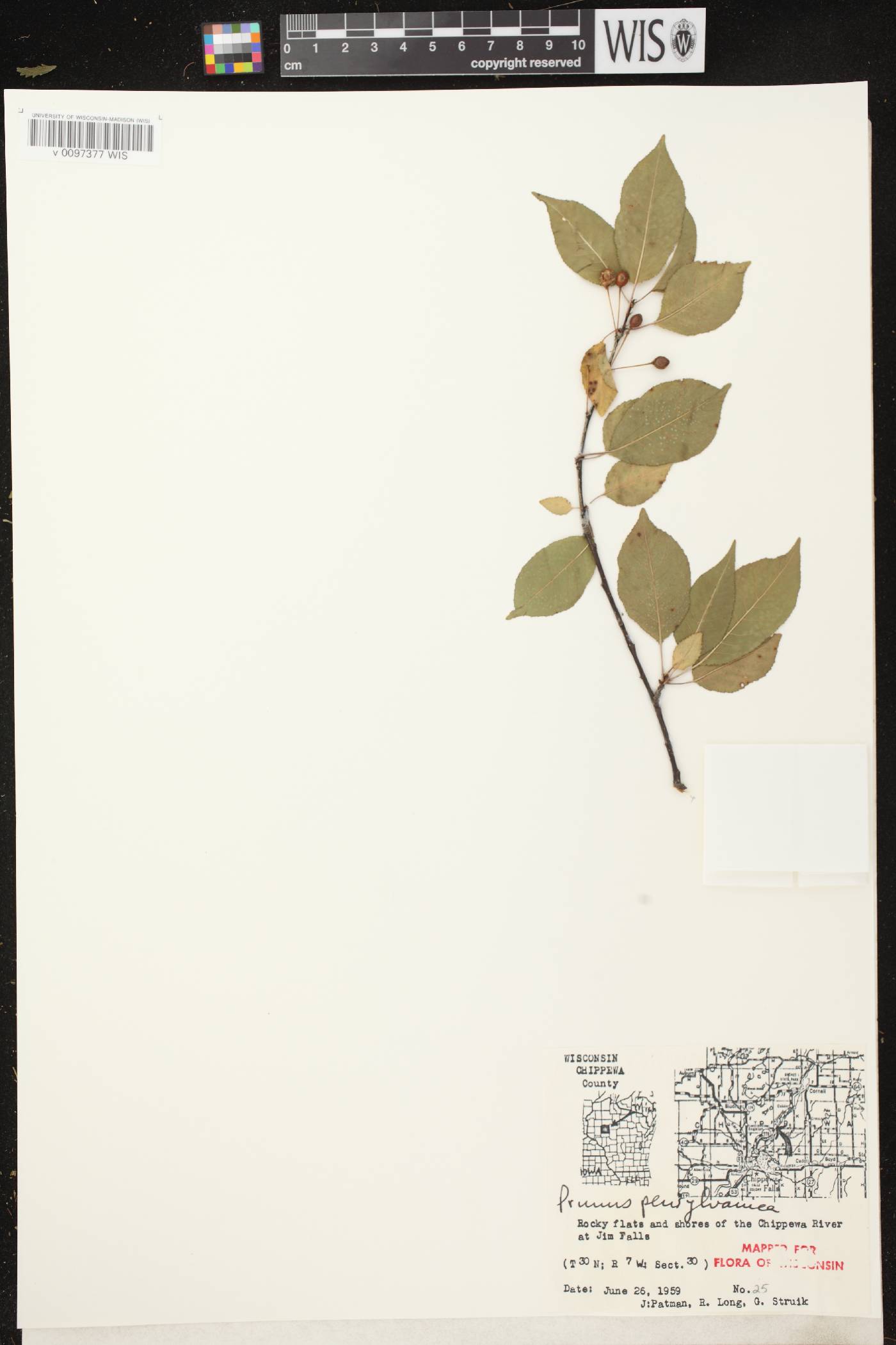 Prunus pensylvanica image