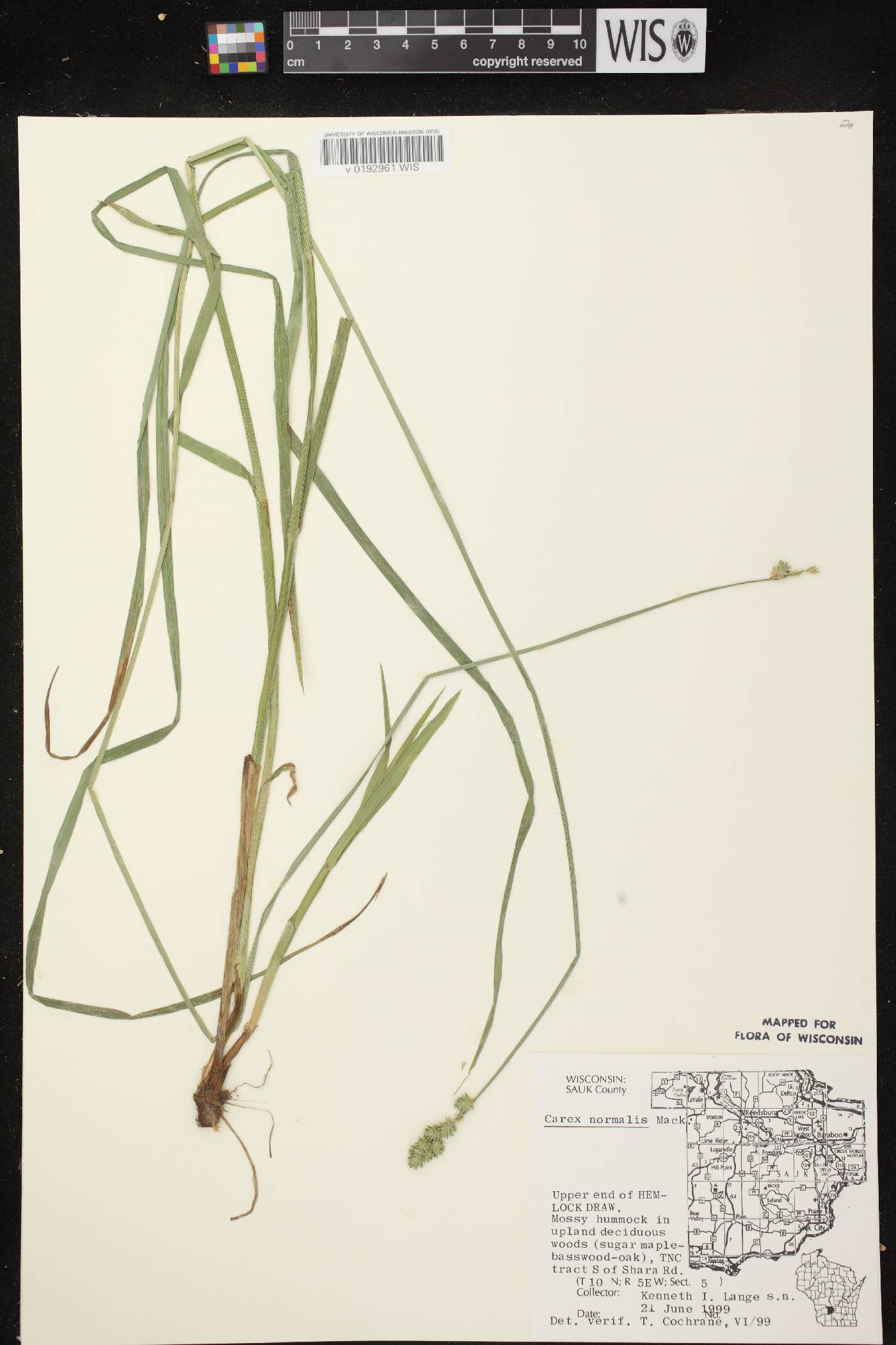 Carex normalis image