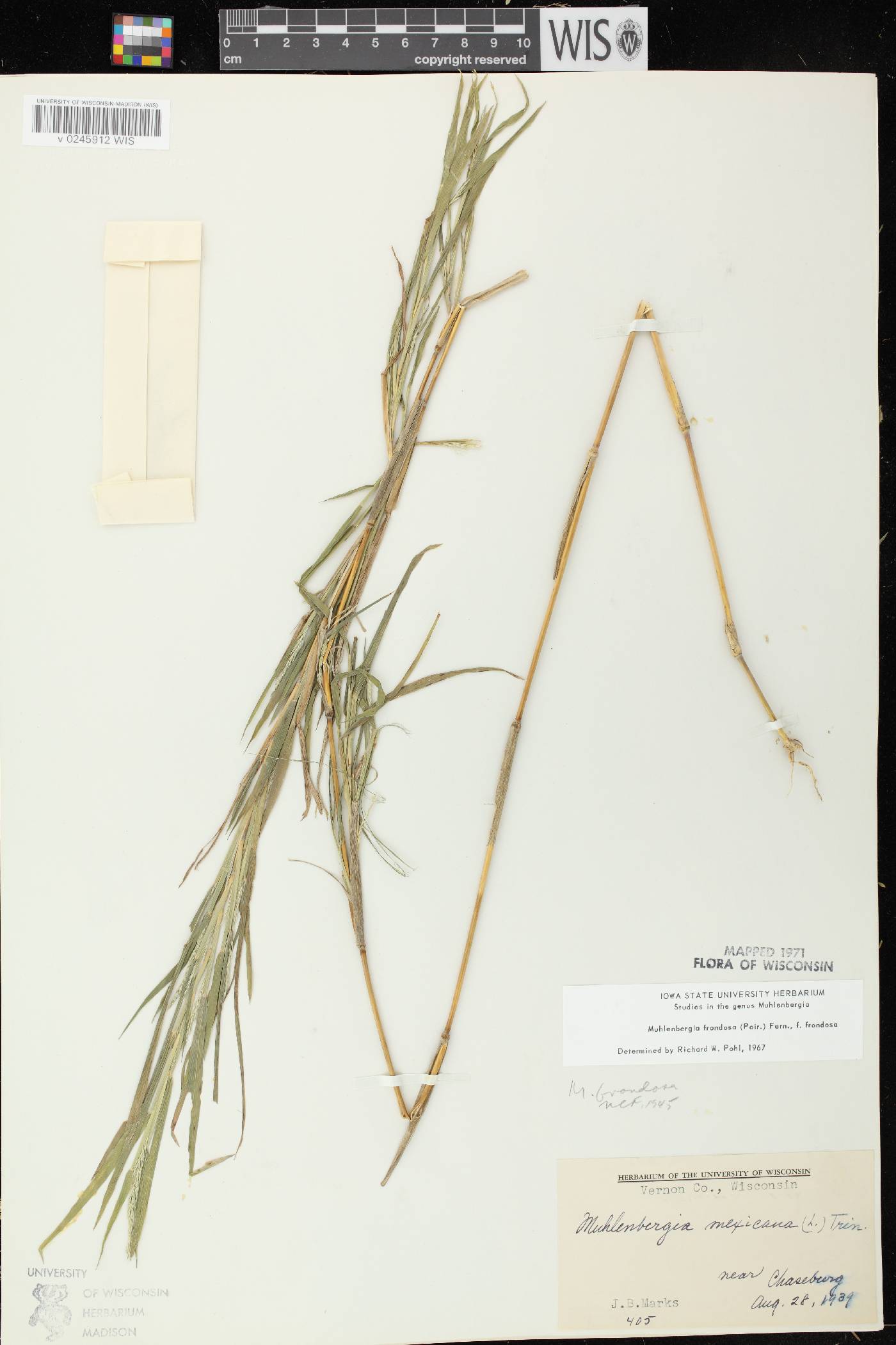 Muhlenbergia frondosa image