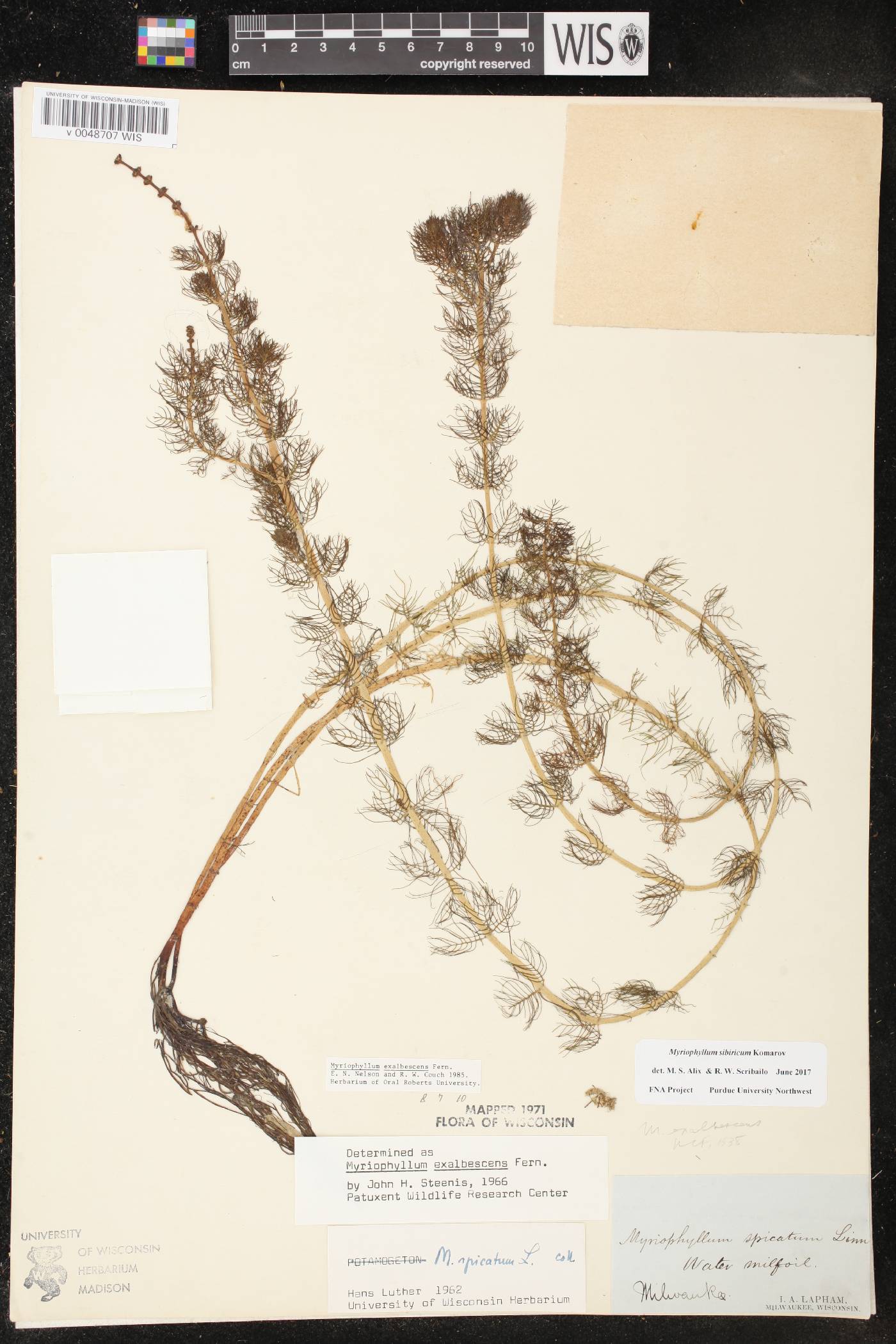 Myriophyllum sibiricum image