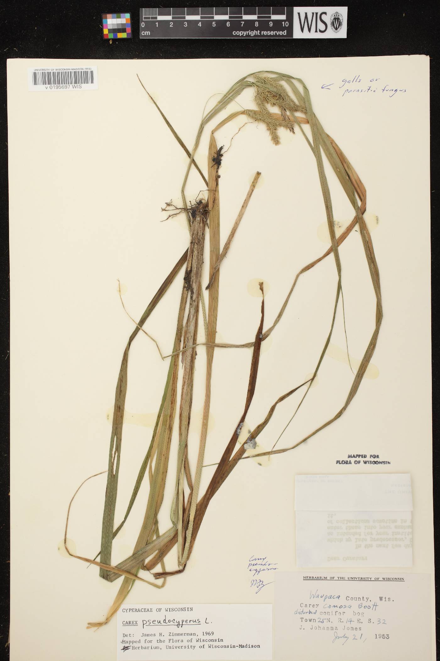 Carex pseudocyperus image