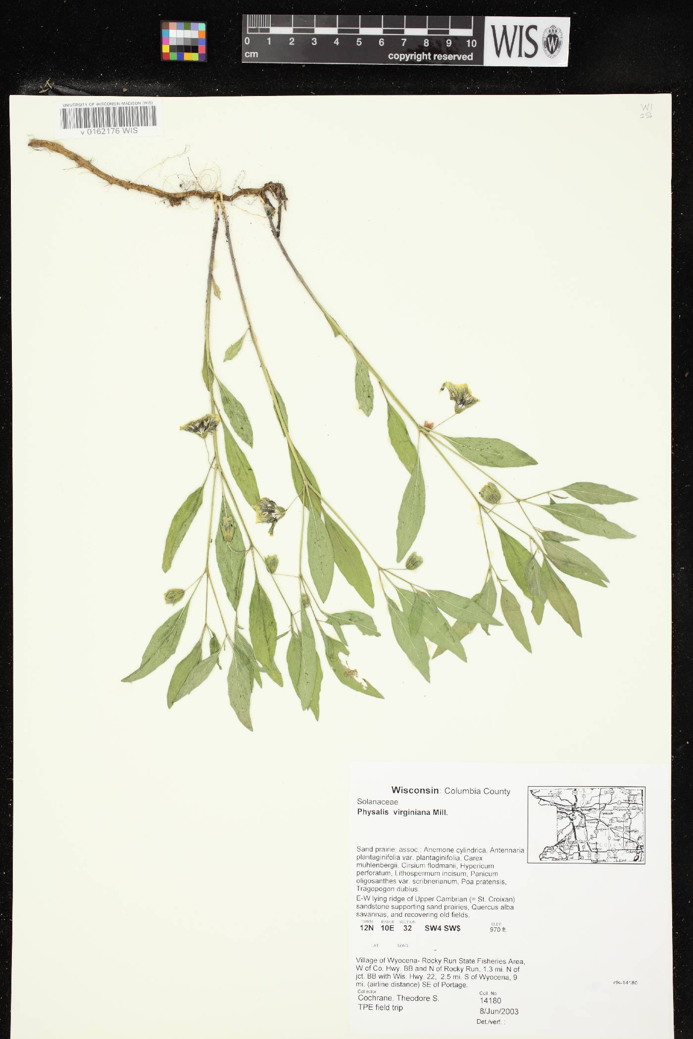 Physalis virginiana var. virginiana image