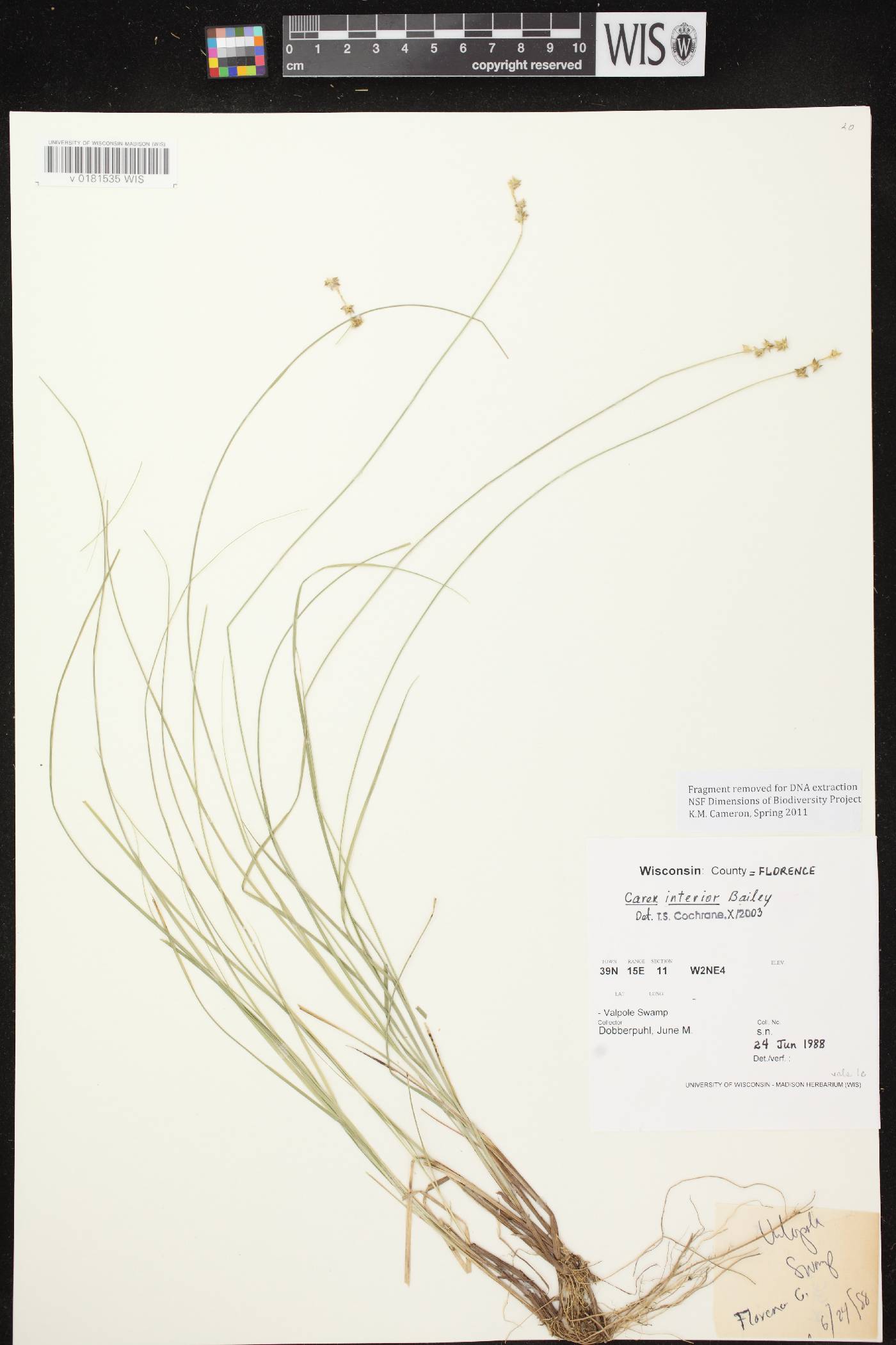 Carex interior image
