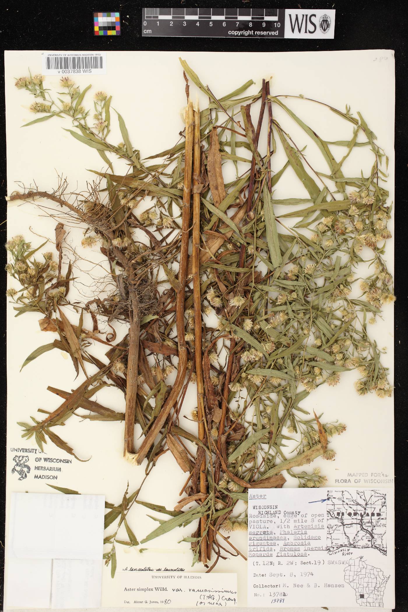 Symphyotrichum lanceolatum var. lanceolatum image