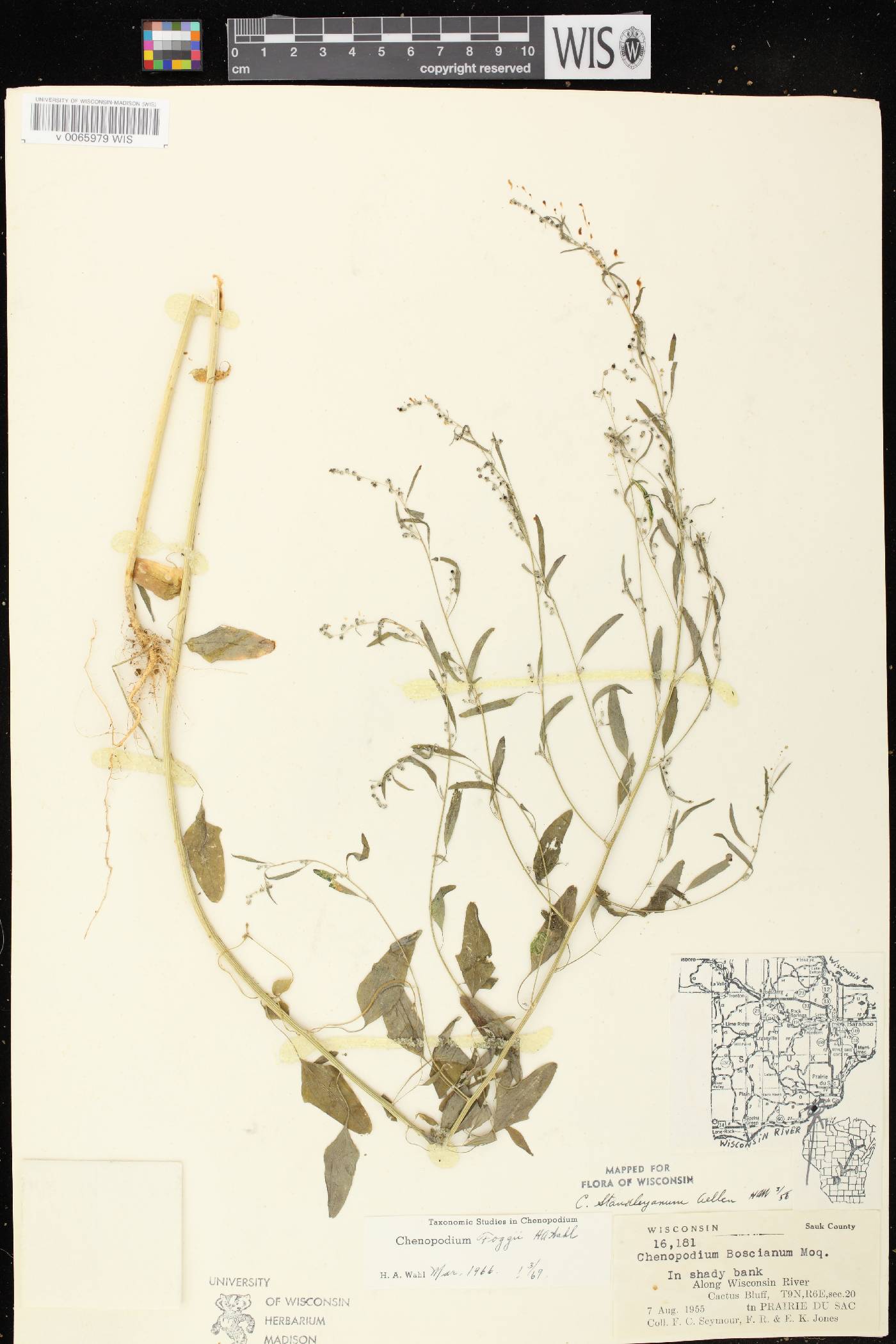 Chenopodium pratericola image