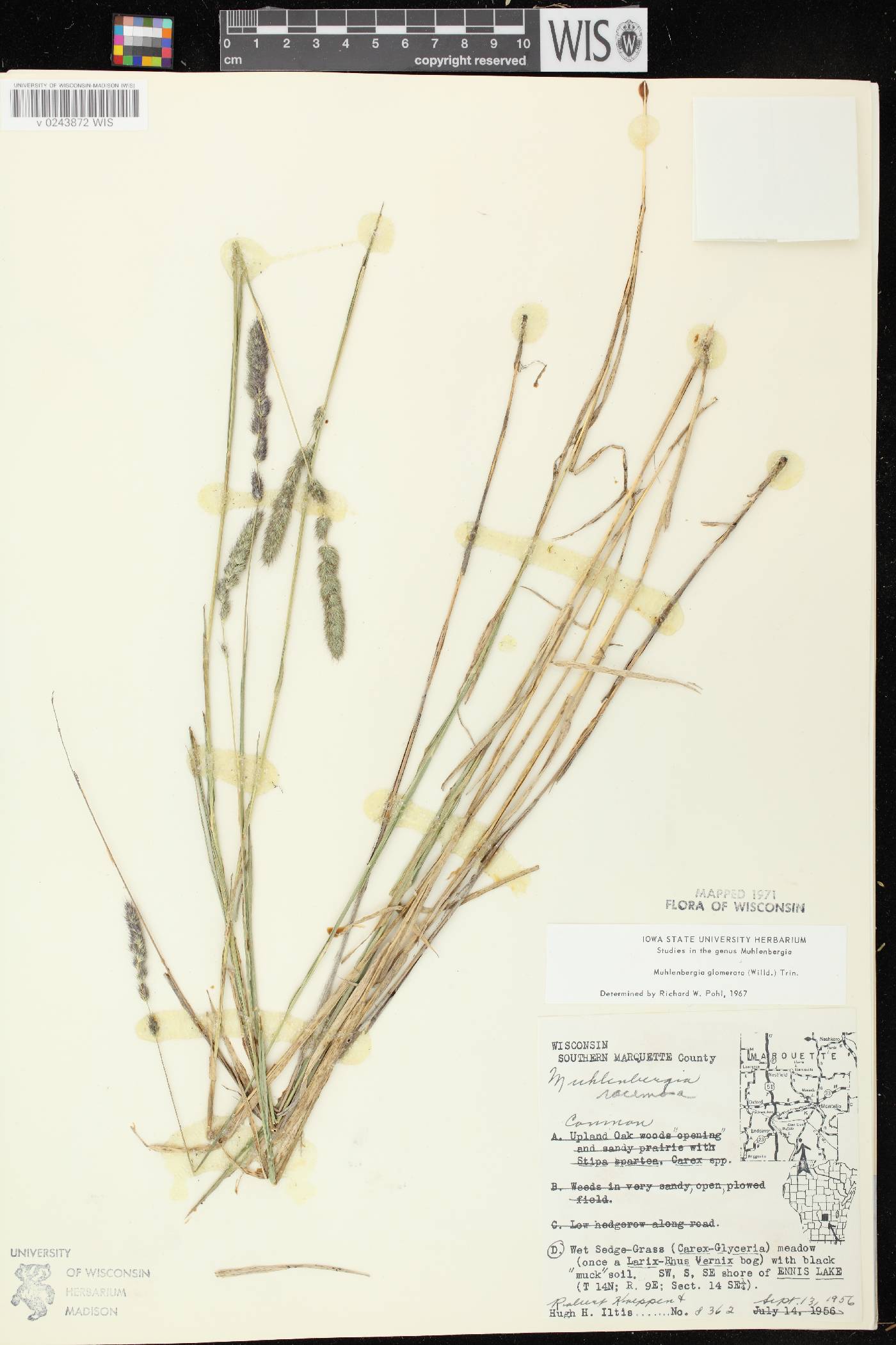 Muhlenbergia glomerata image