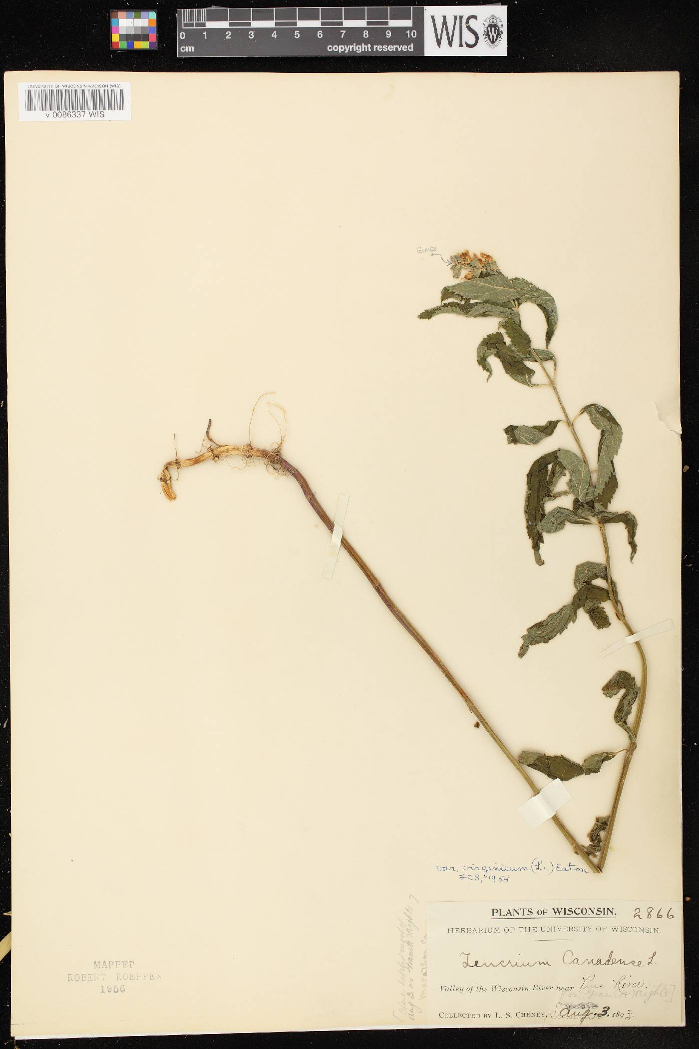 Teucrium canadense var. virginicum image