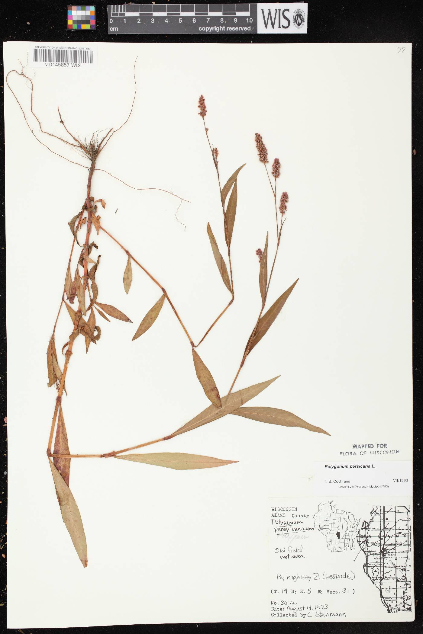 Persicaria maculosa image