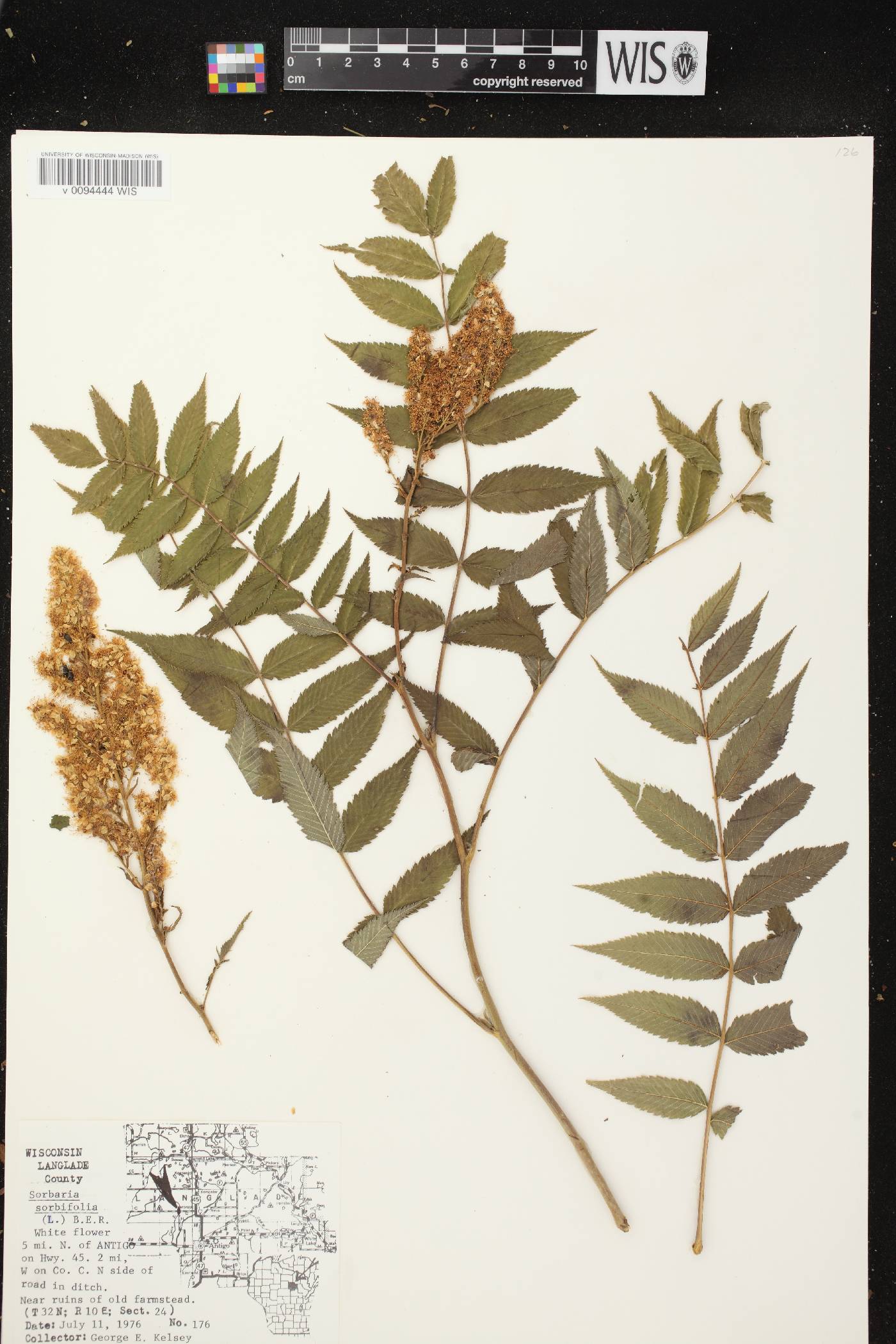 Sorbaria sorbifolia image
