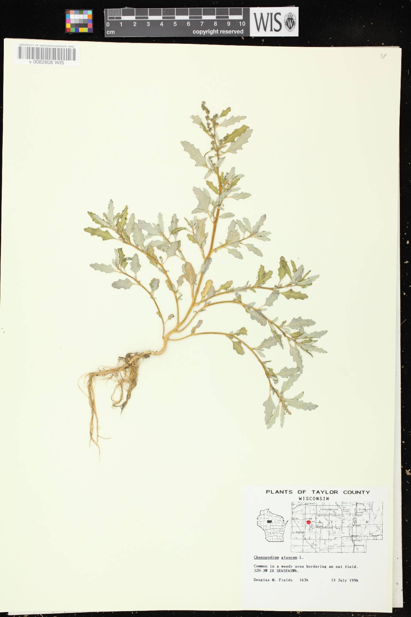 Chenopodium glaucum image