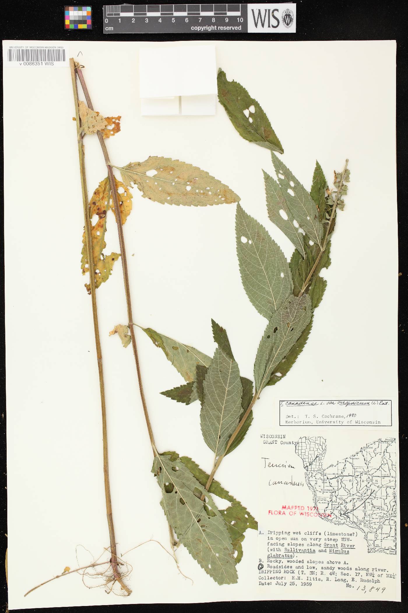 Teucrium canadense var. virginicum image