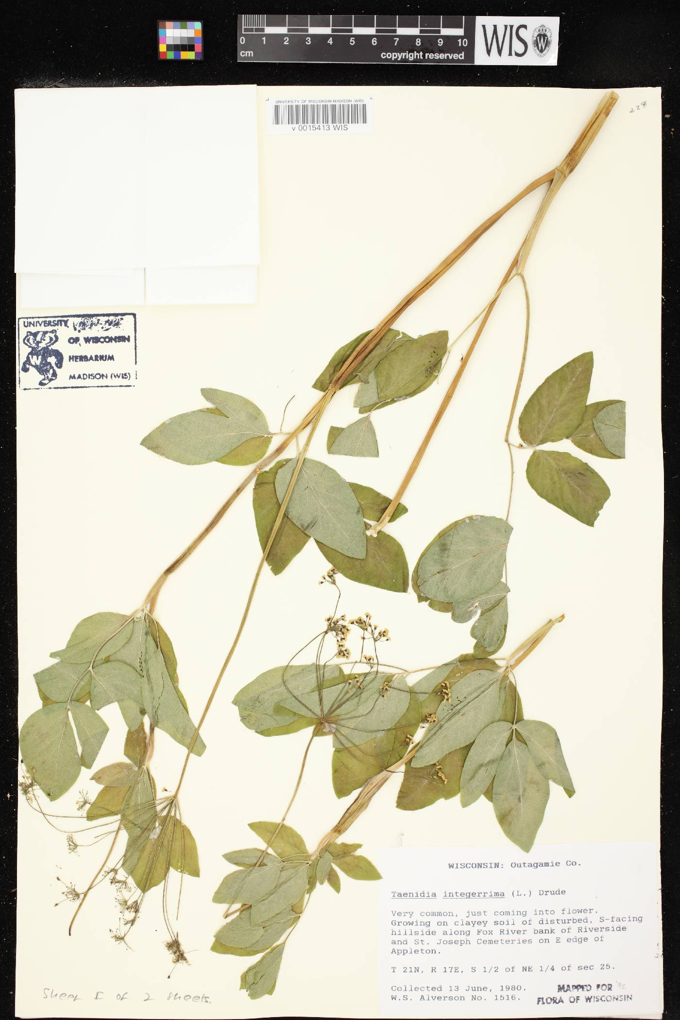 Taenidia integerrima image