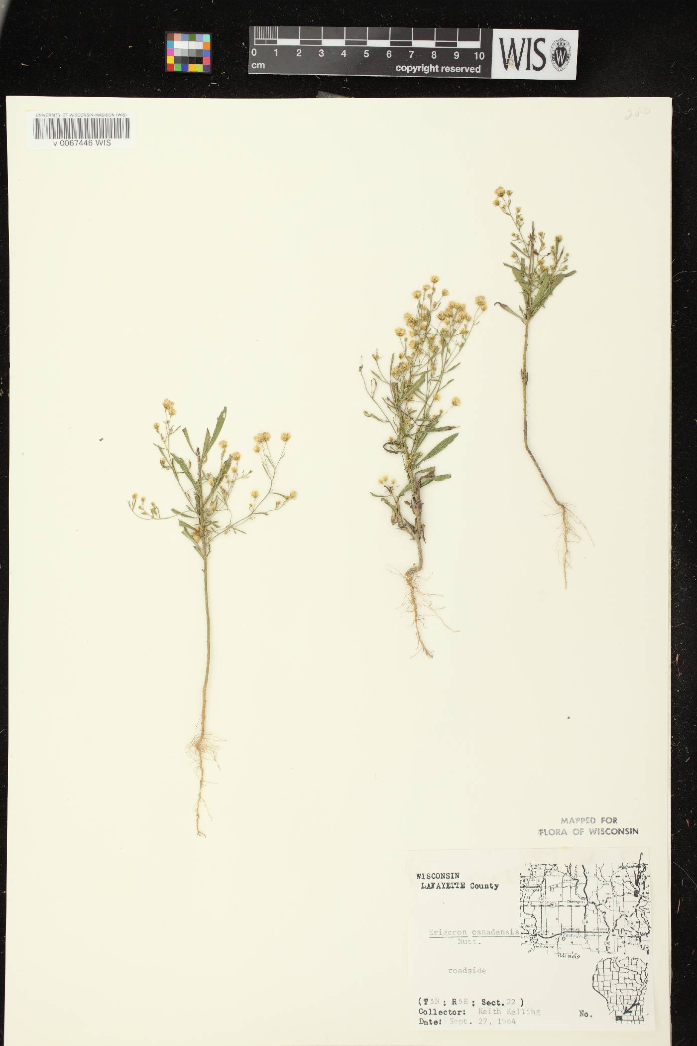 Conyza canadensis image