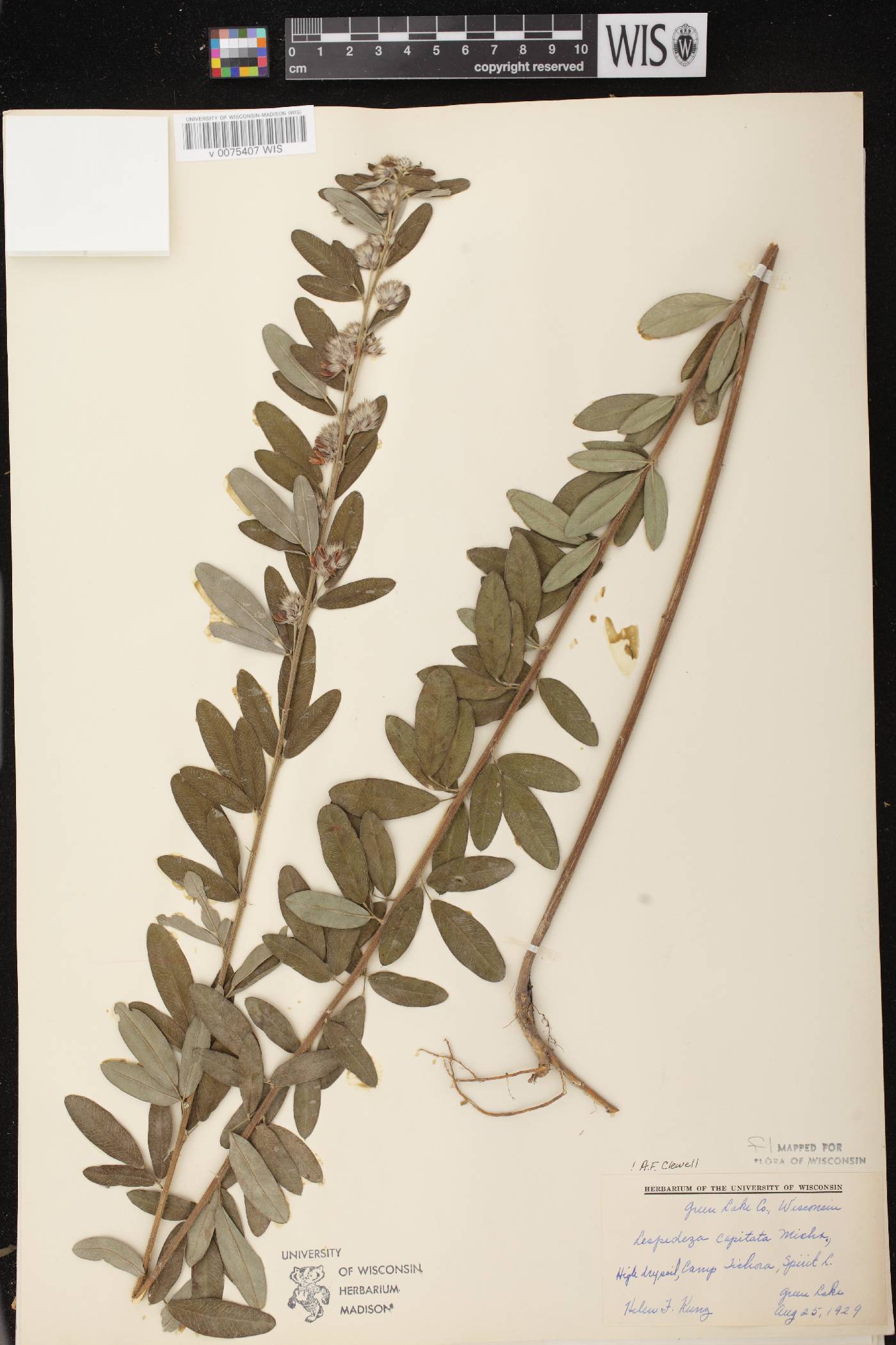 Lespedeza capitata image