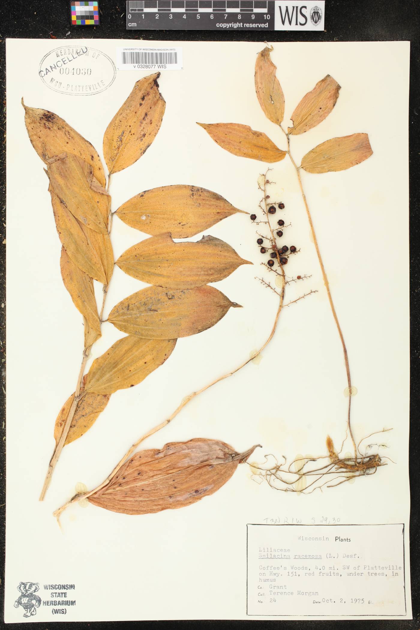 Maianthemum racemosum image