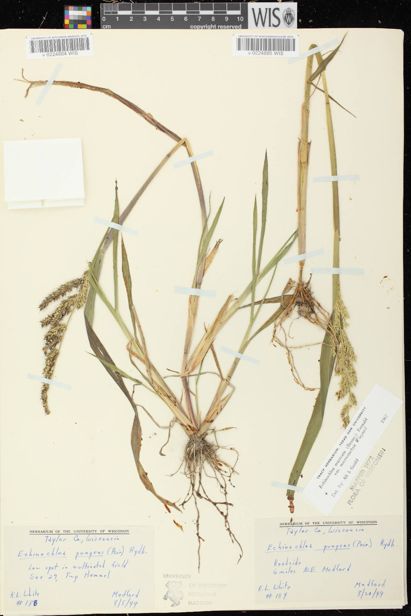Echinochloa muricata var. microstachya image